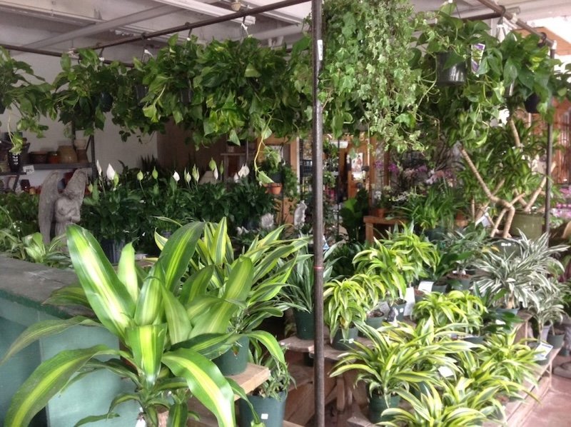 Indoor plant shop with various green plants, including hanging plants from the ceiling, potted plants on shelves, and a mix of leafy foliage in different shapes and sizes.
