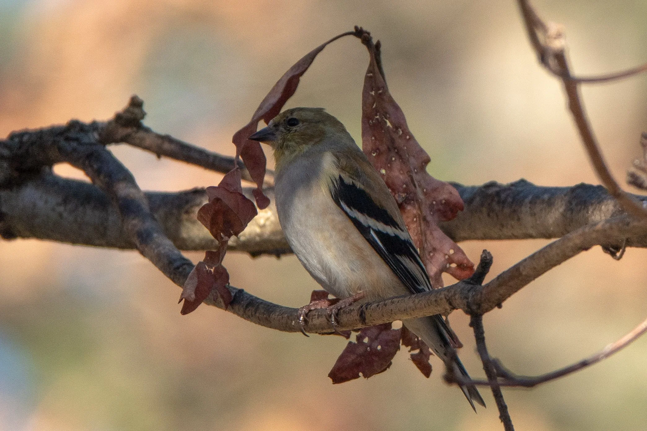 FemaleGoldfinch-15.JPG