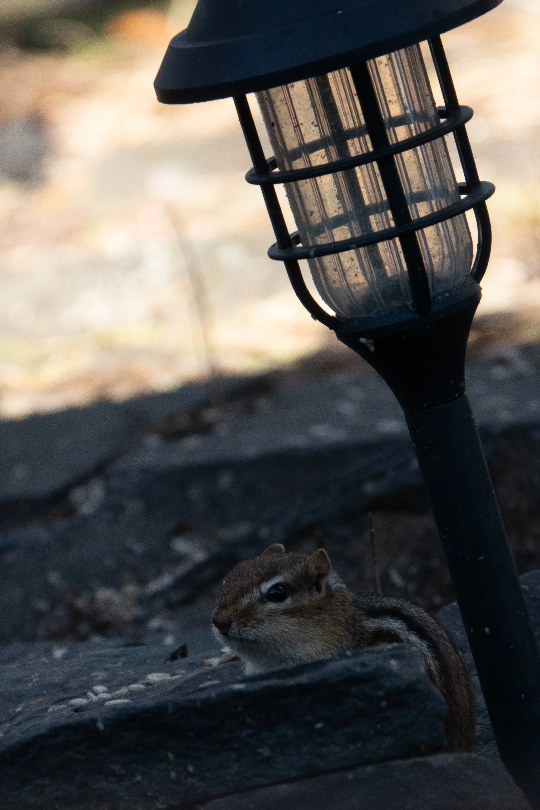 Chipmunk-1.JPG