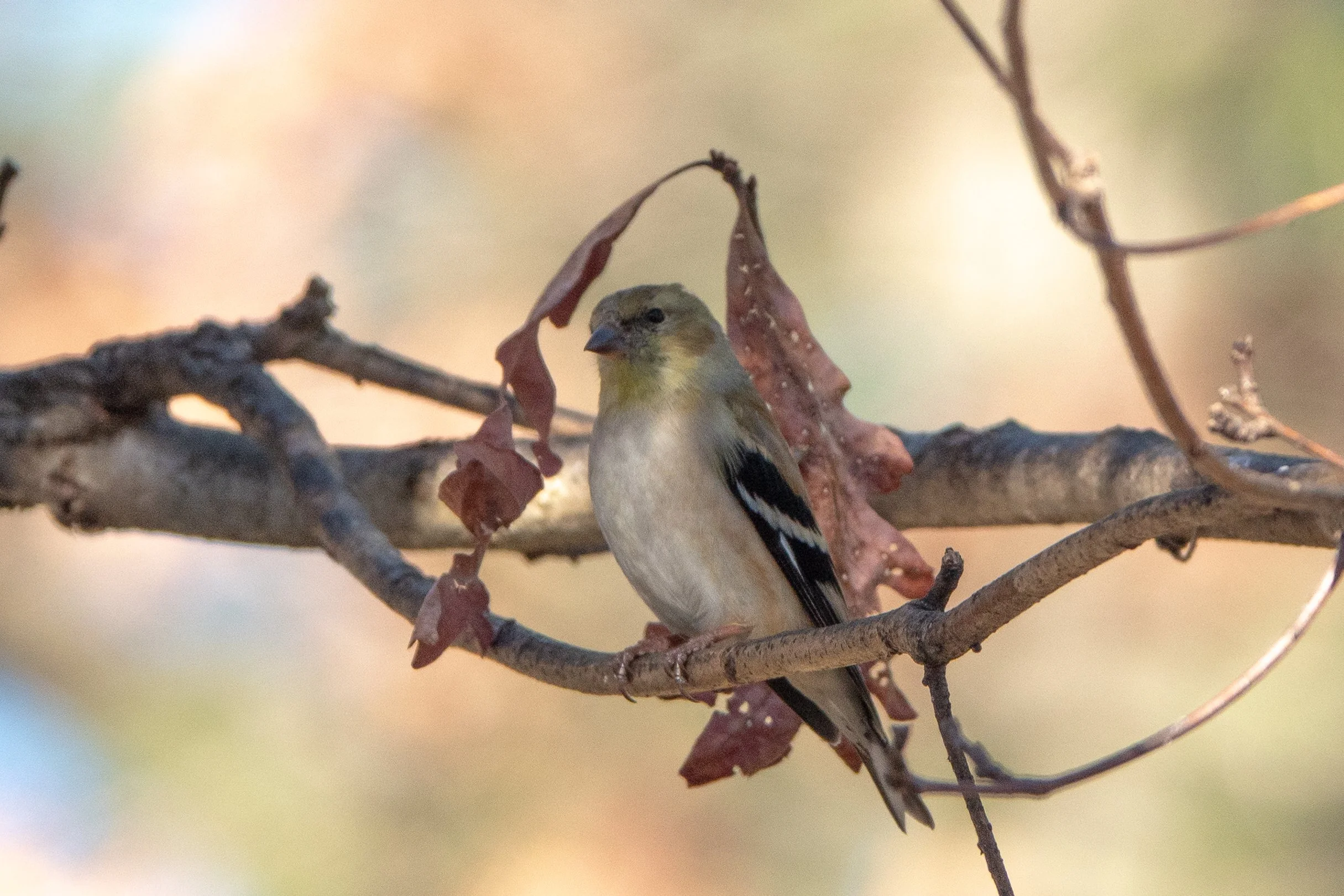 FemaleGoldfinch-12.JPG
