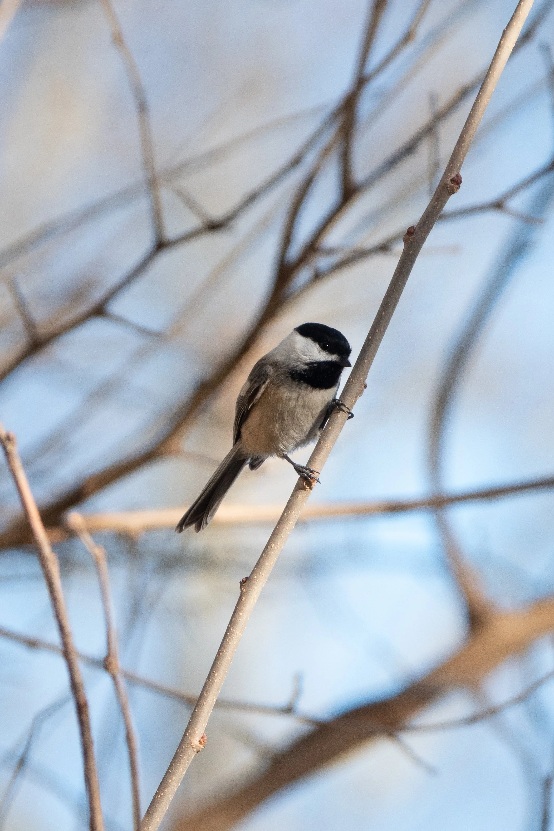 Chickadee-9.JPG