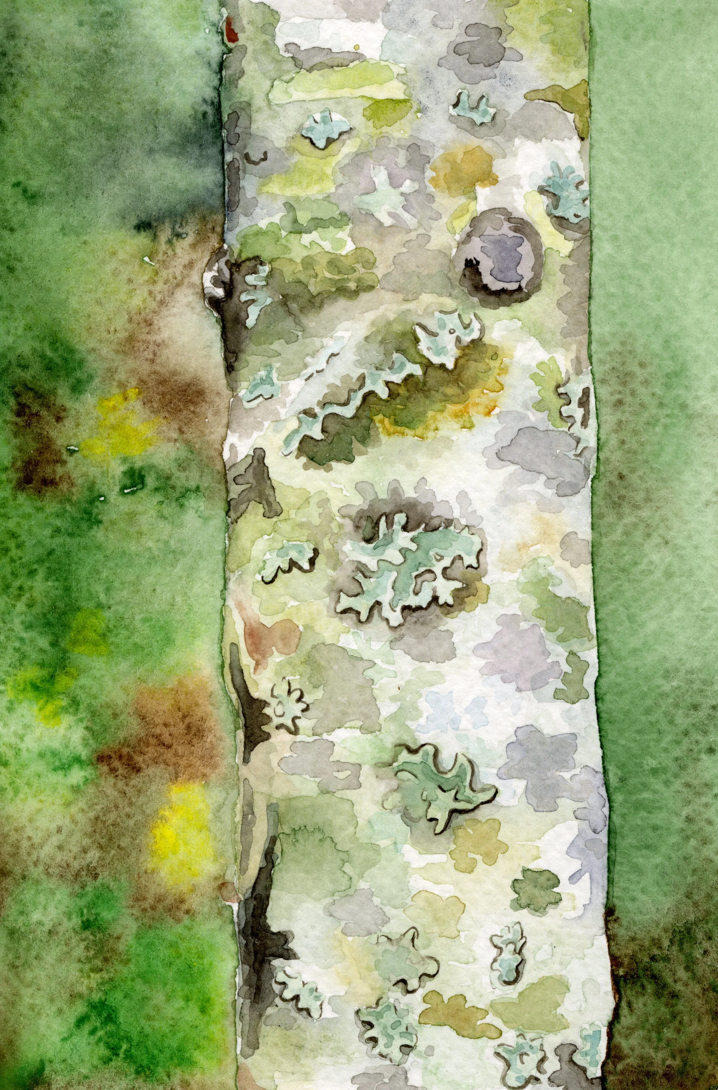 Birch
