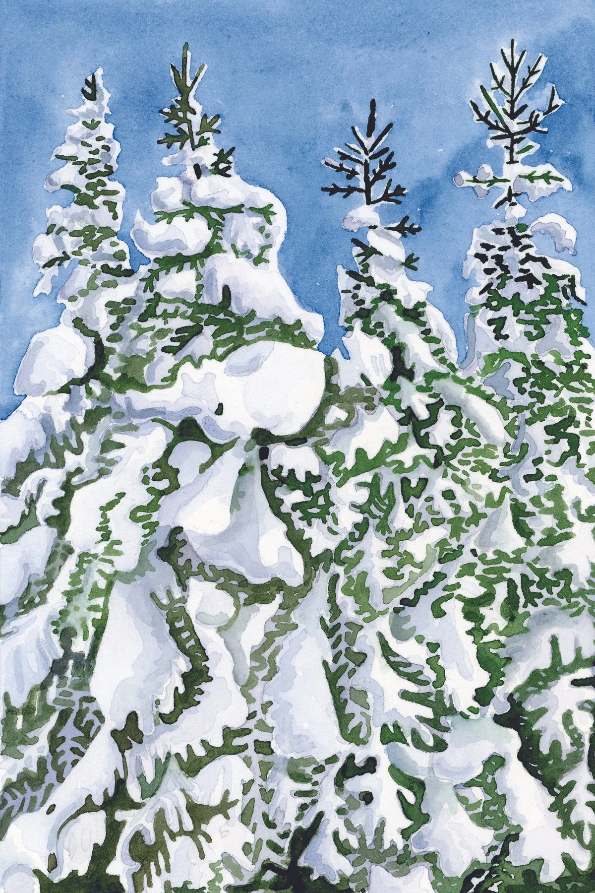 Snowy Spruce