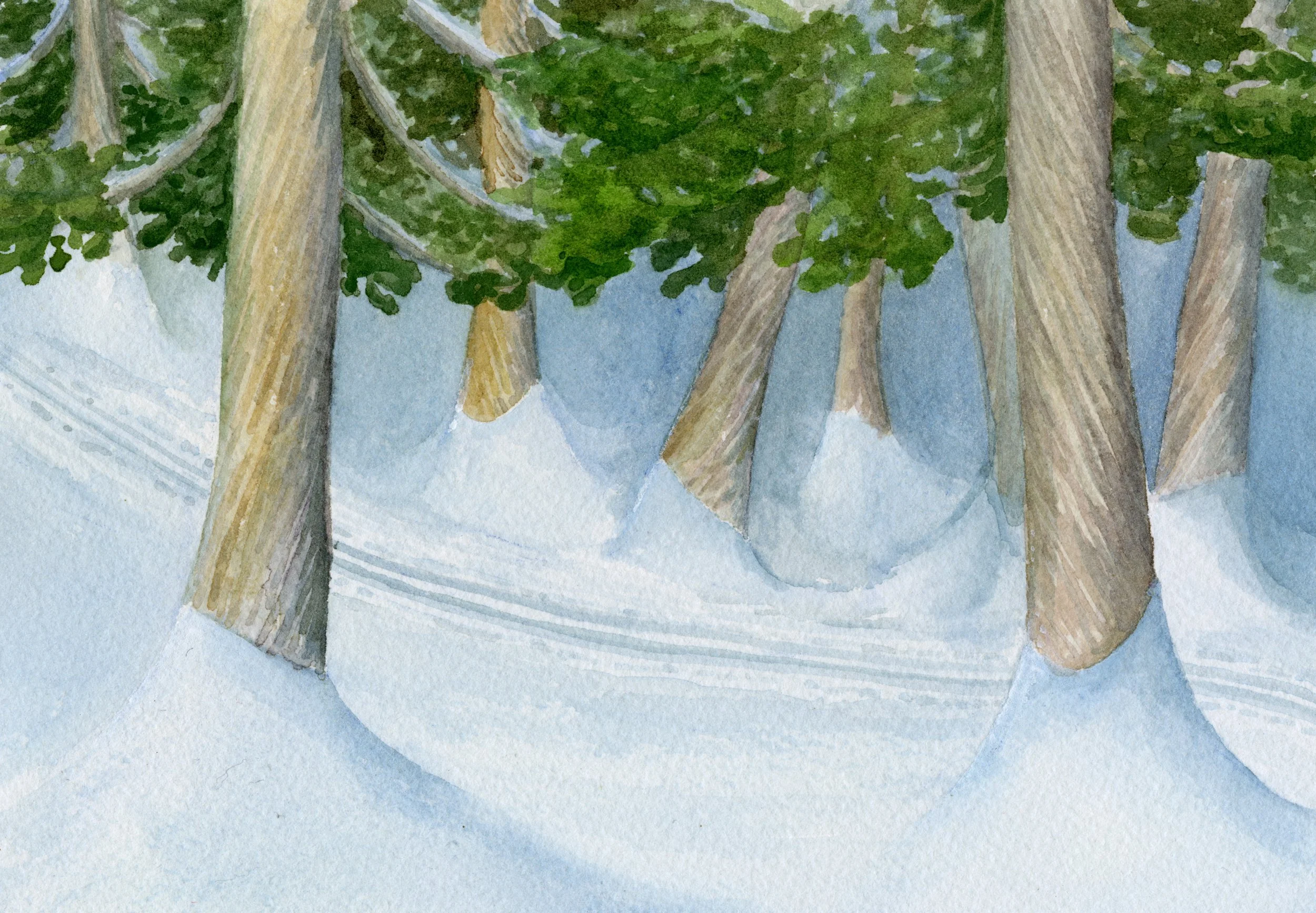 Cedar Trail
