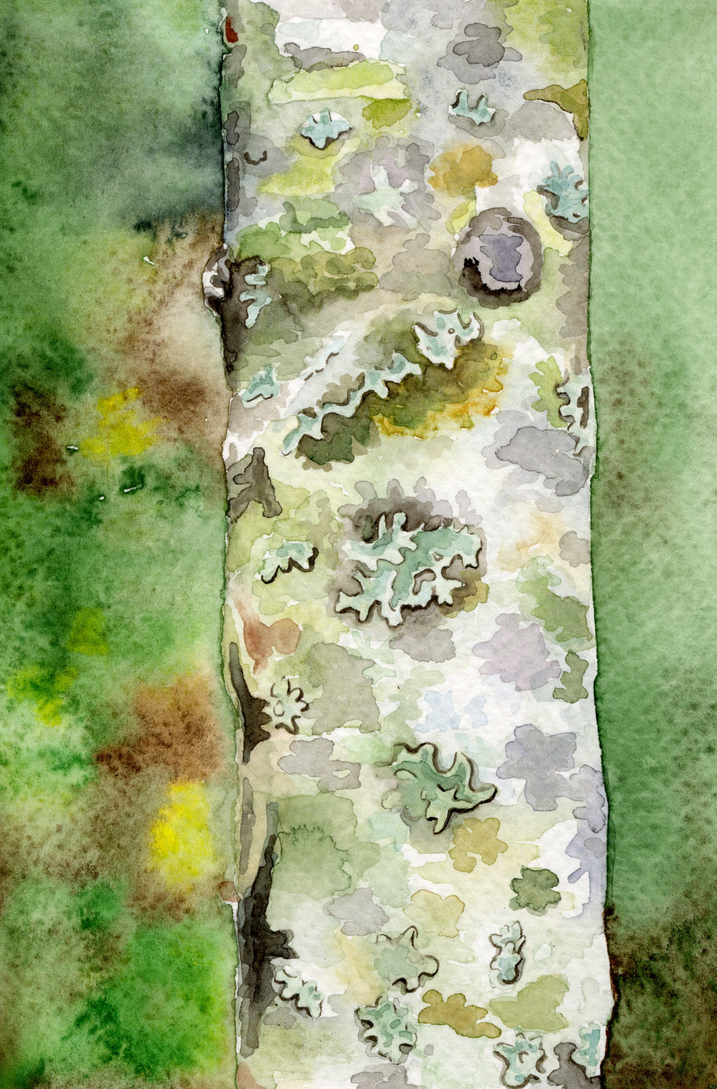 Birch
