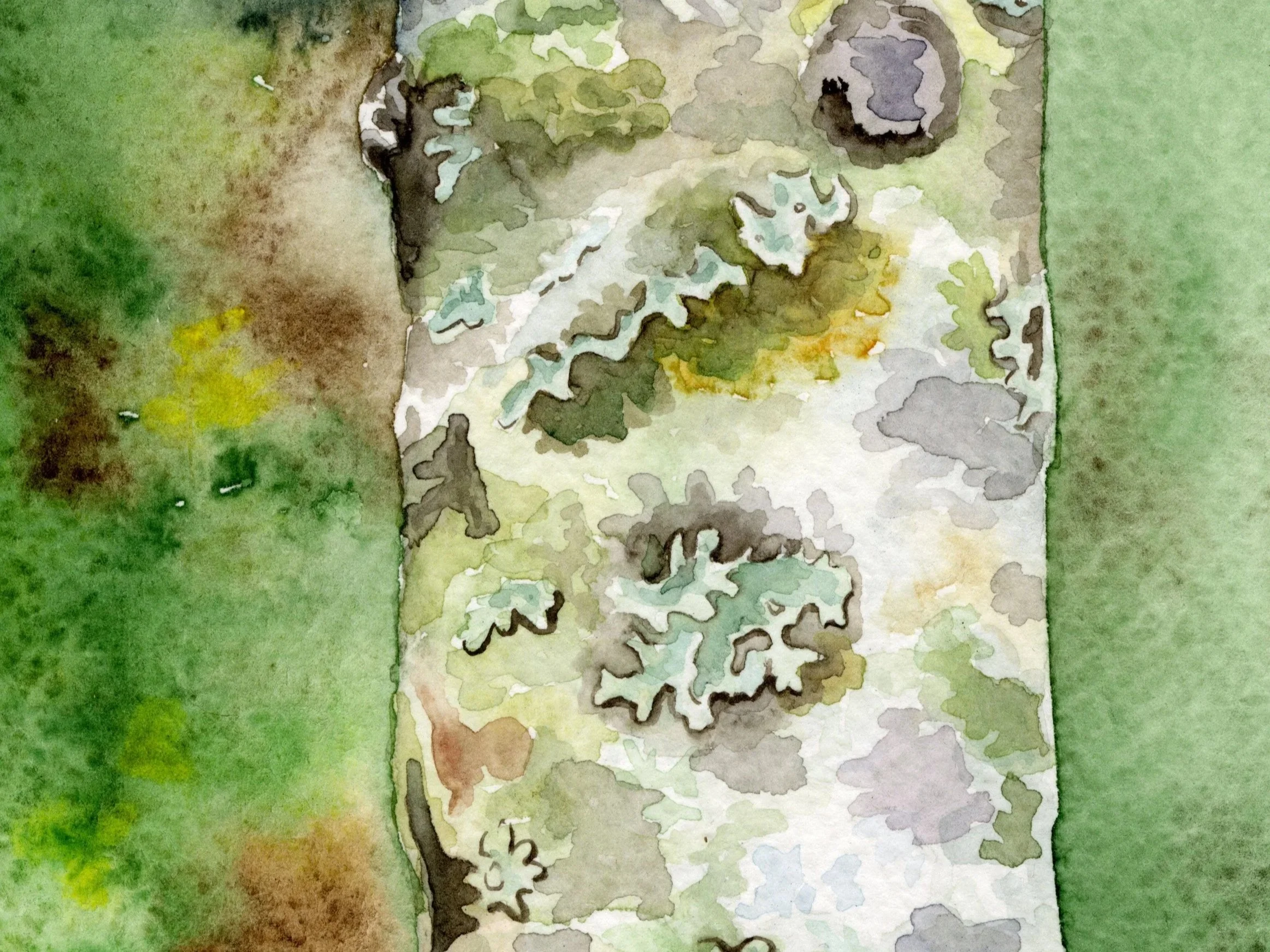 birch.jpg