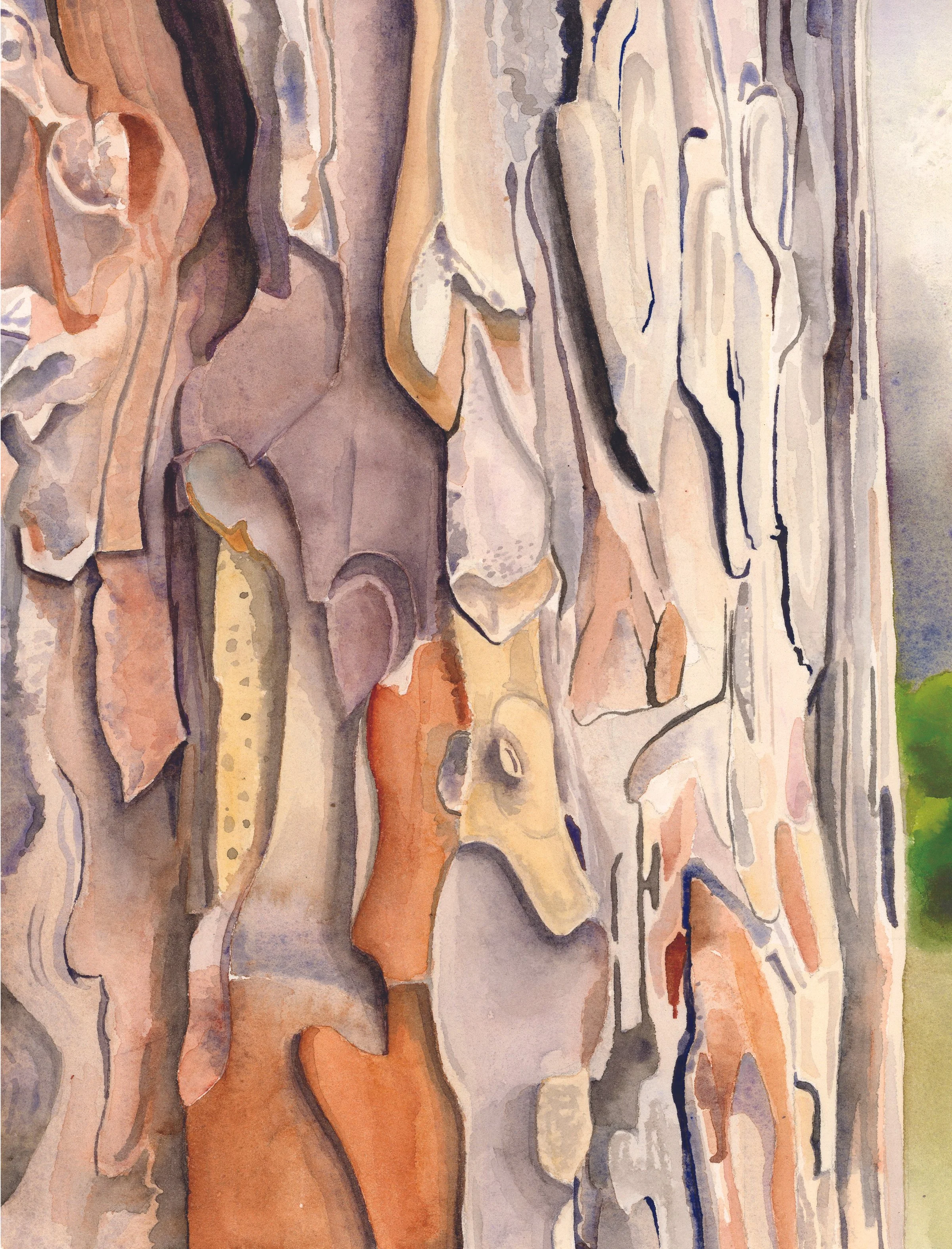 Pine Bark
