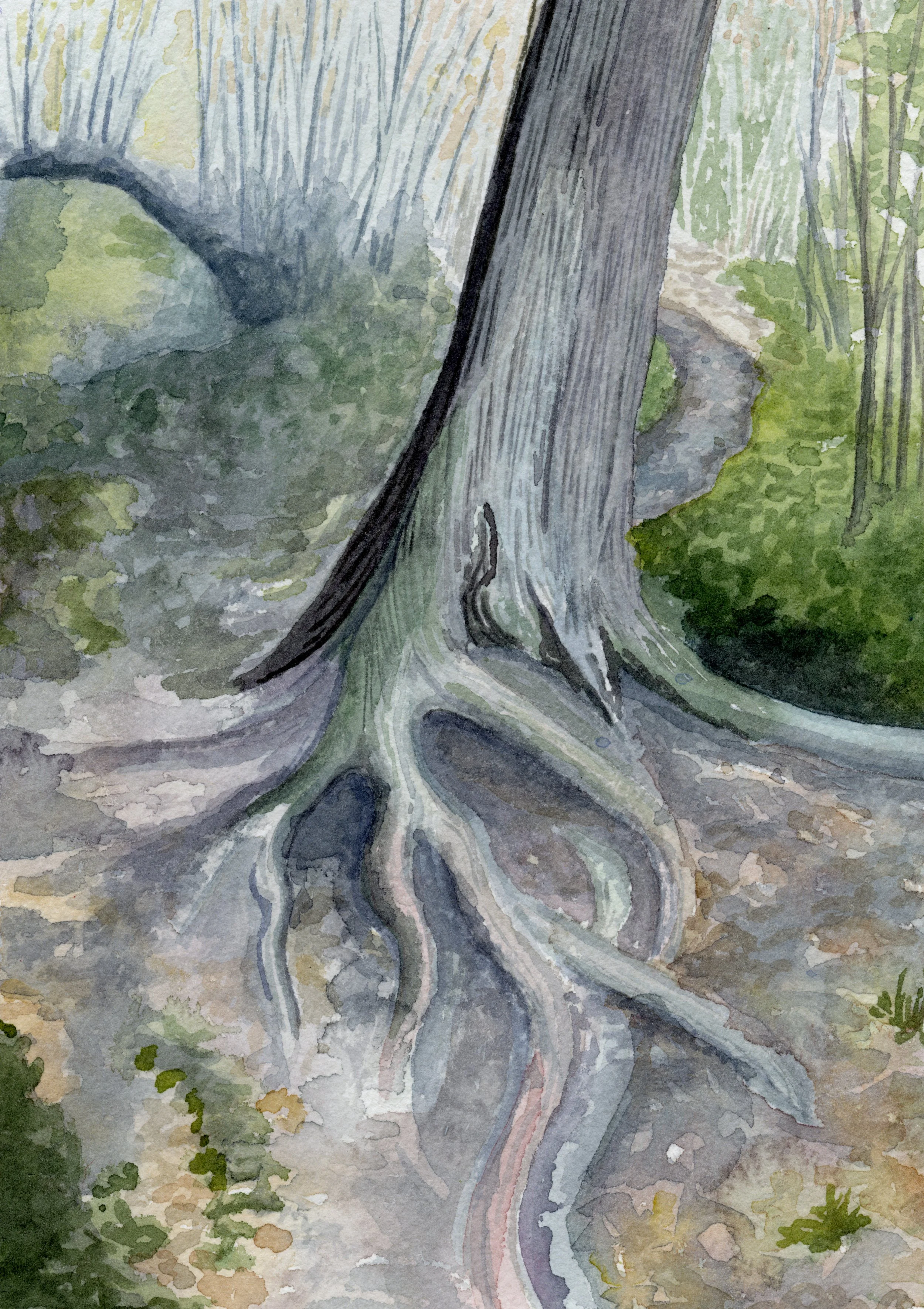 Cedar Sprawl