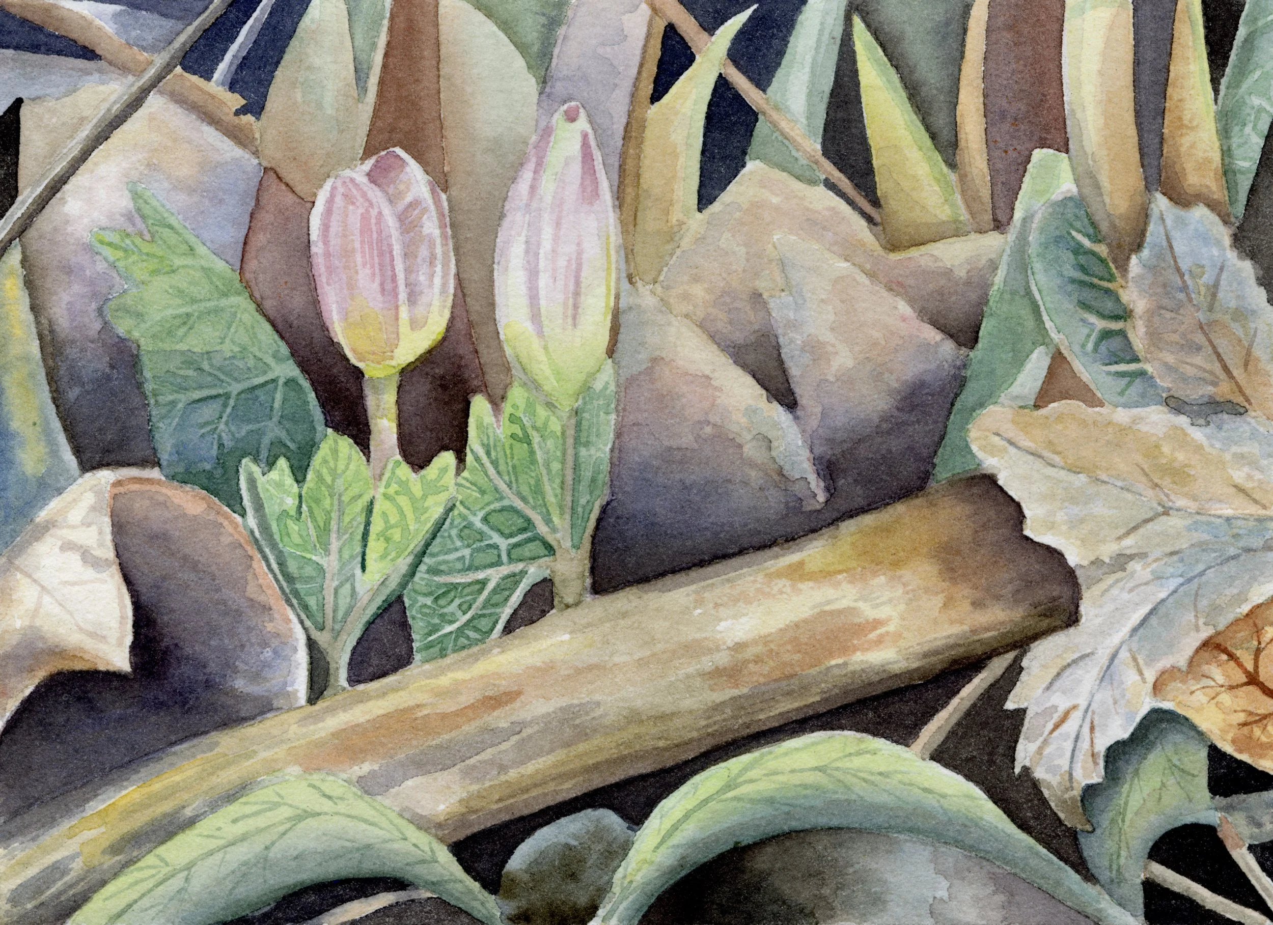 Spring bulbs