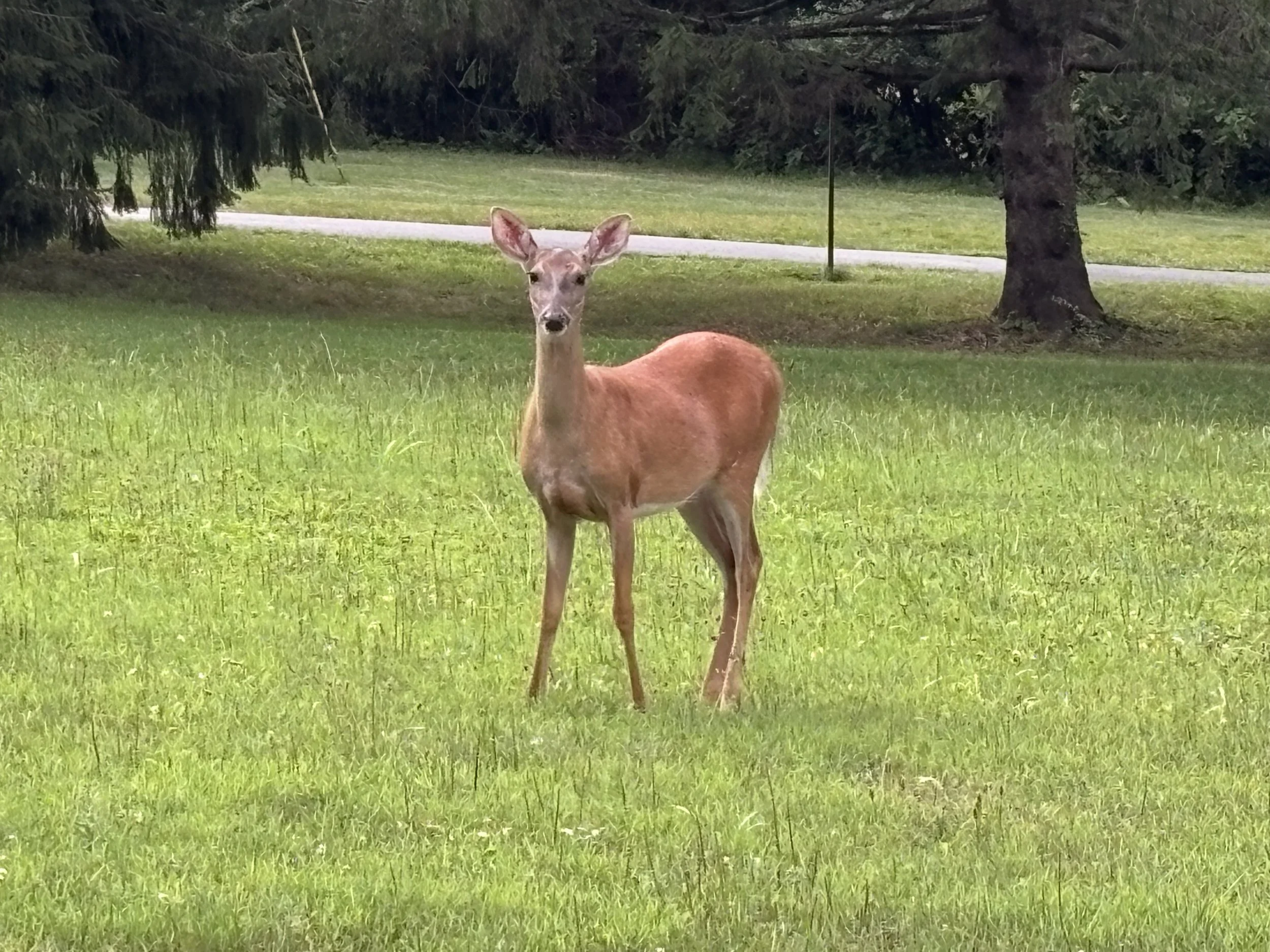 Deer standing on a grassy area with trees and a walking path in the background.