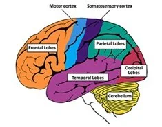 image of the brain with all parts labeled
