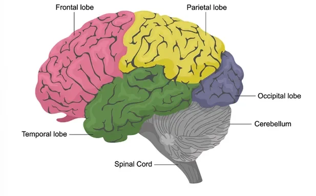 image of the brain with the frontal lobe, parietal lobe, temporal lobe, occipital lobe, cerrebellum, and spinal cord labeled