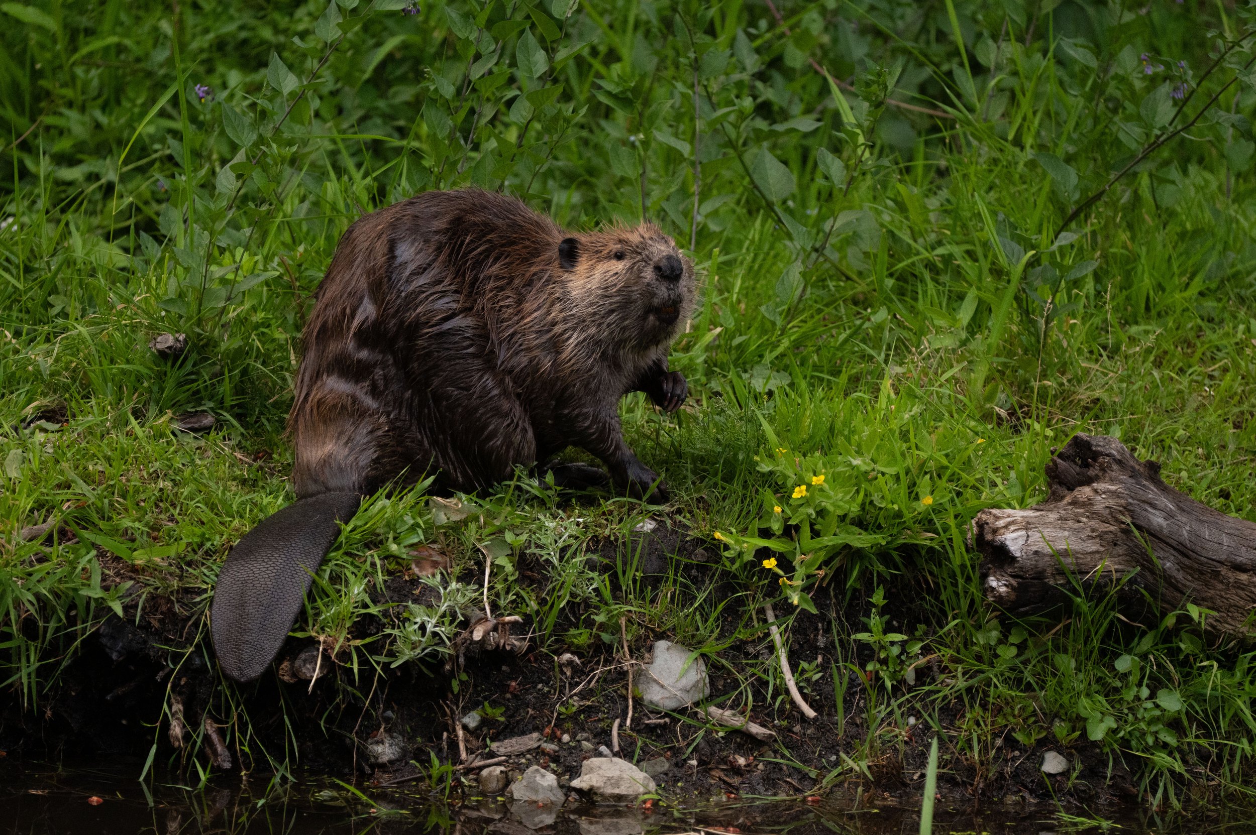 DSC_2440j.jpg