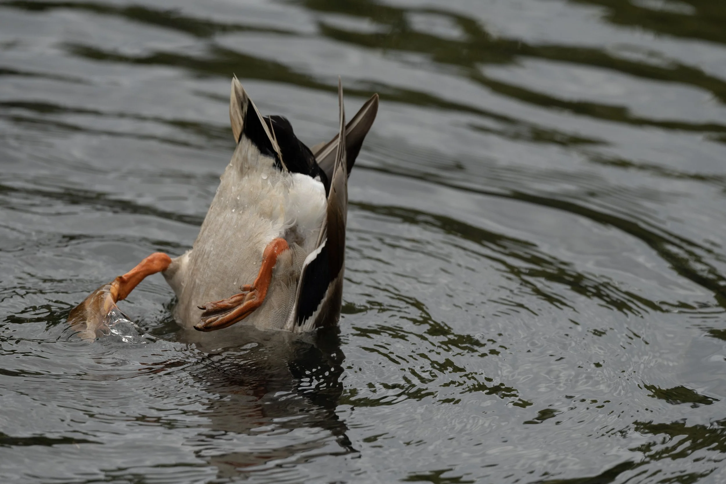 A duck floating on water with its head submerged, displaying its tail feathers and orange legs.