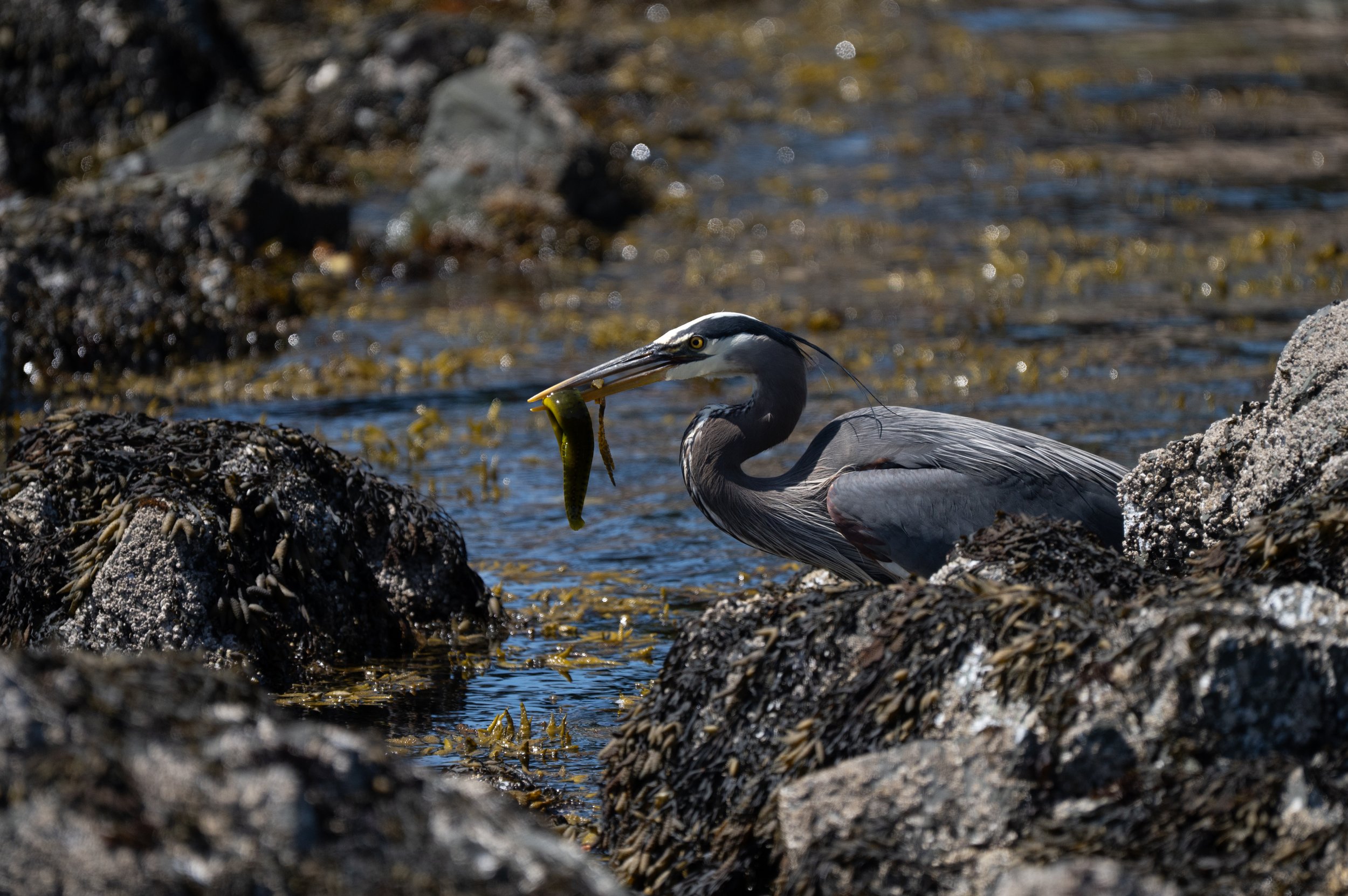 DSC_1867j.jpg