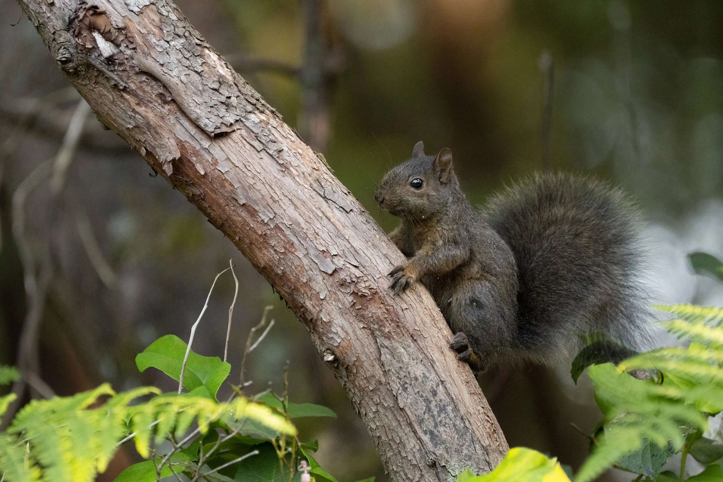 DSC_1076j.jpg