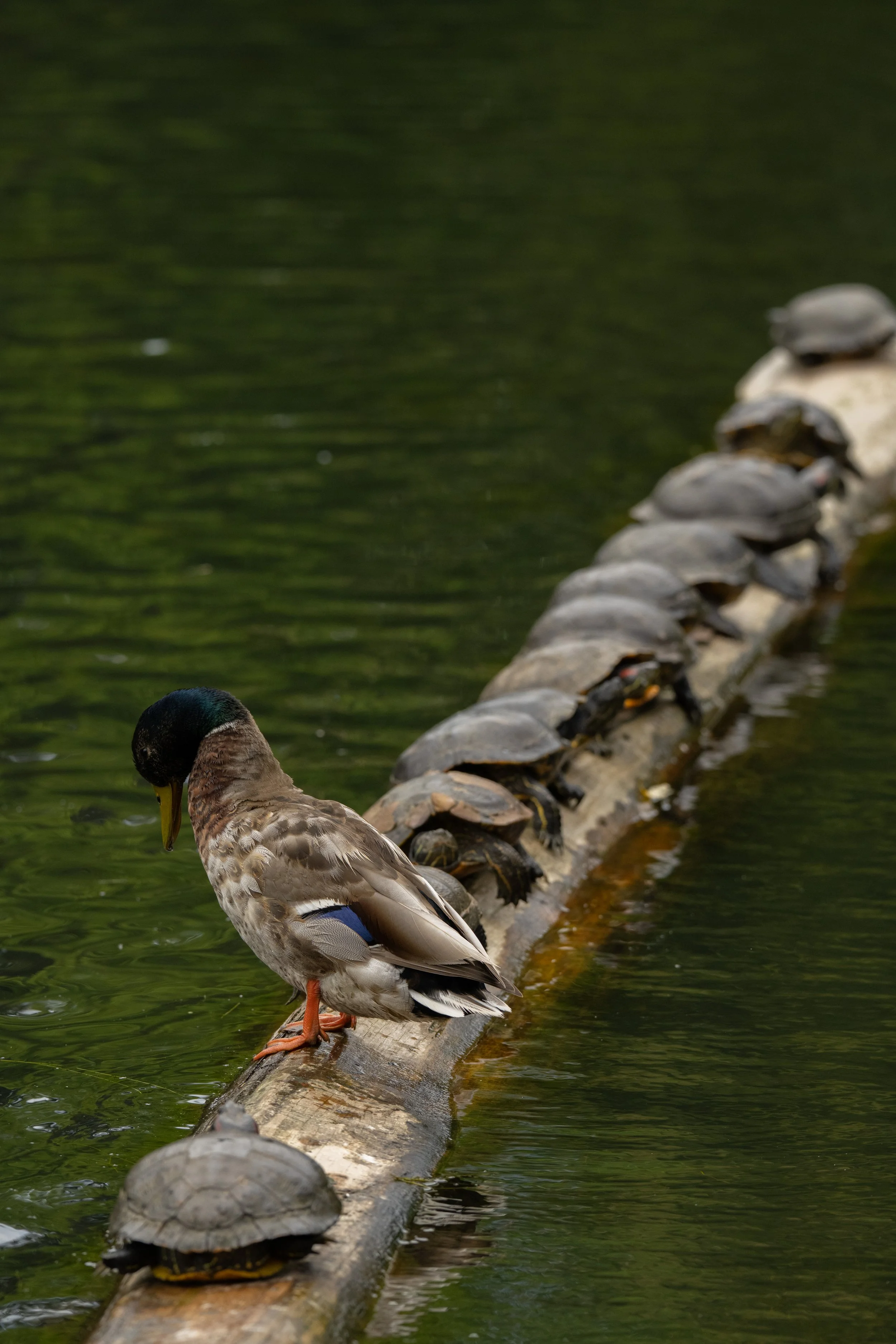 DSC_1411j.jpg