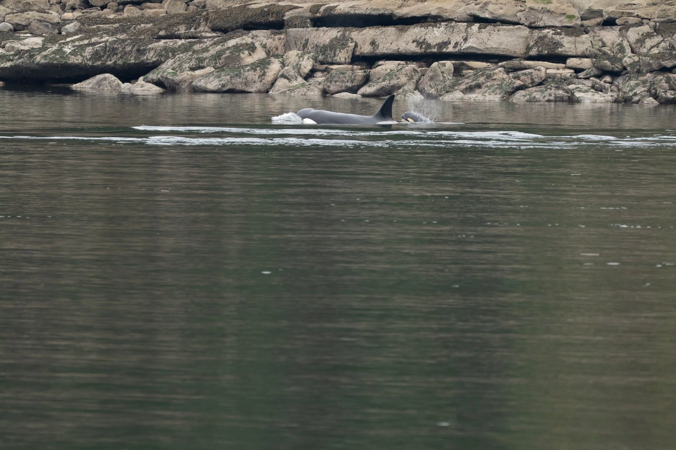 A dorsal view of a pod of orcas including a baby swimming near rocky shoreline.