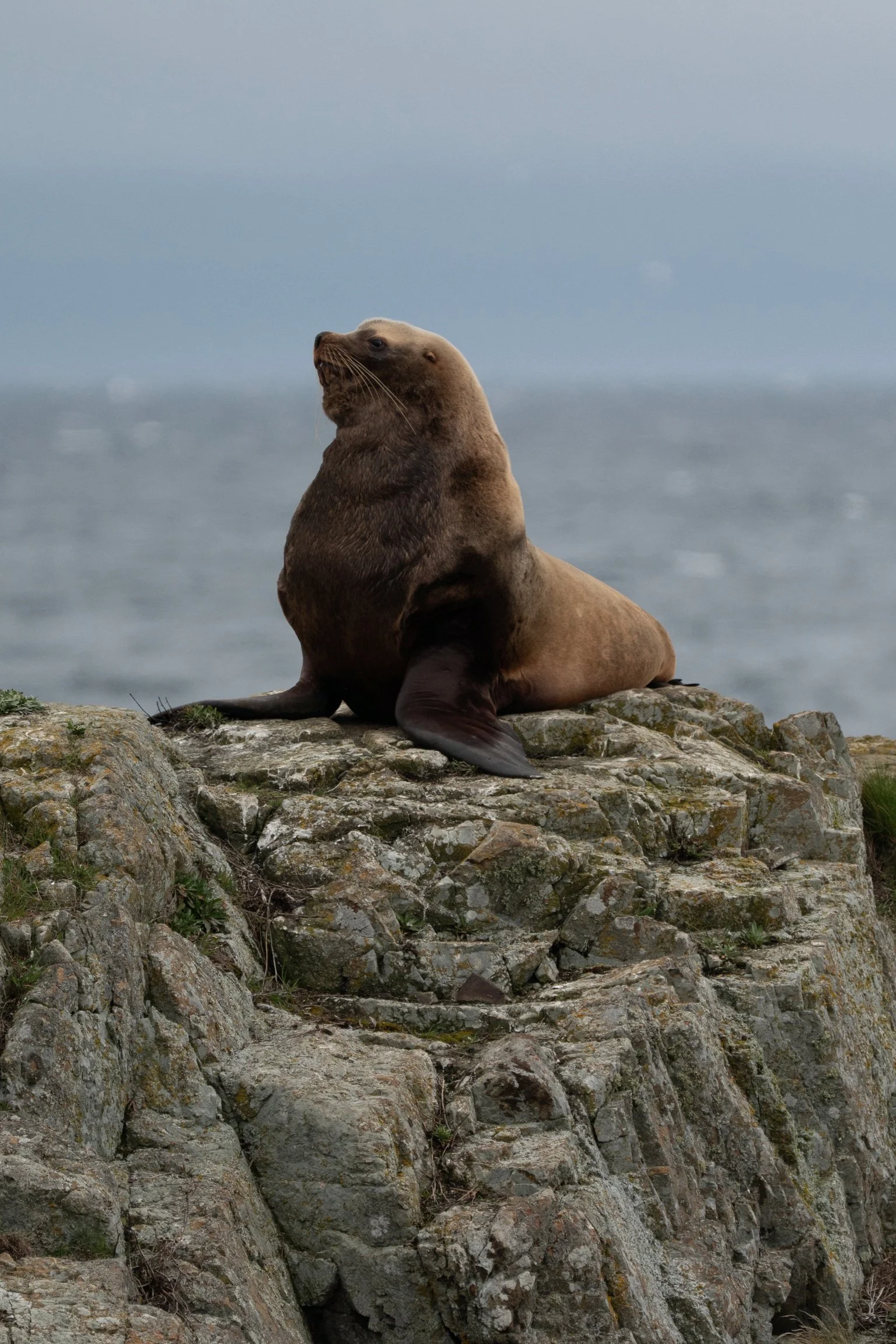 A sea lion sitting on a rocky shoreline near the ocean, looking to the left against a foggy sky. Neck Point Park, Nanaimo, BC.