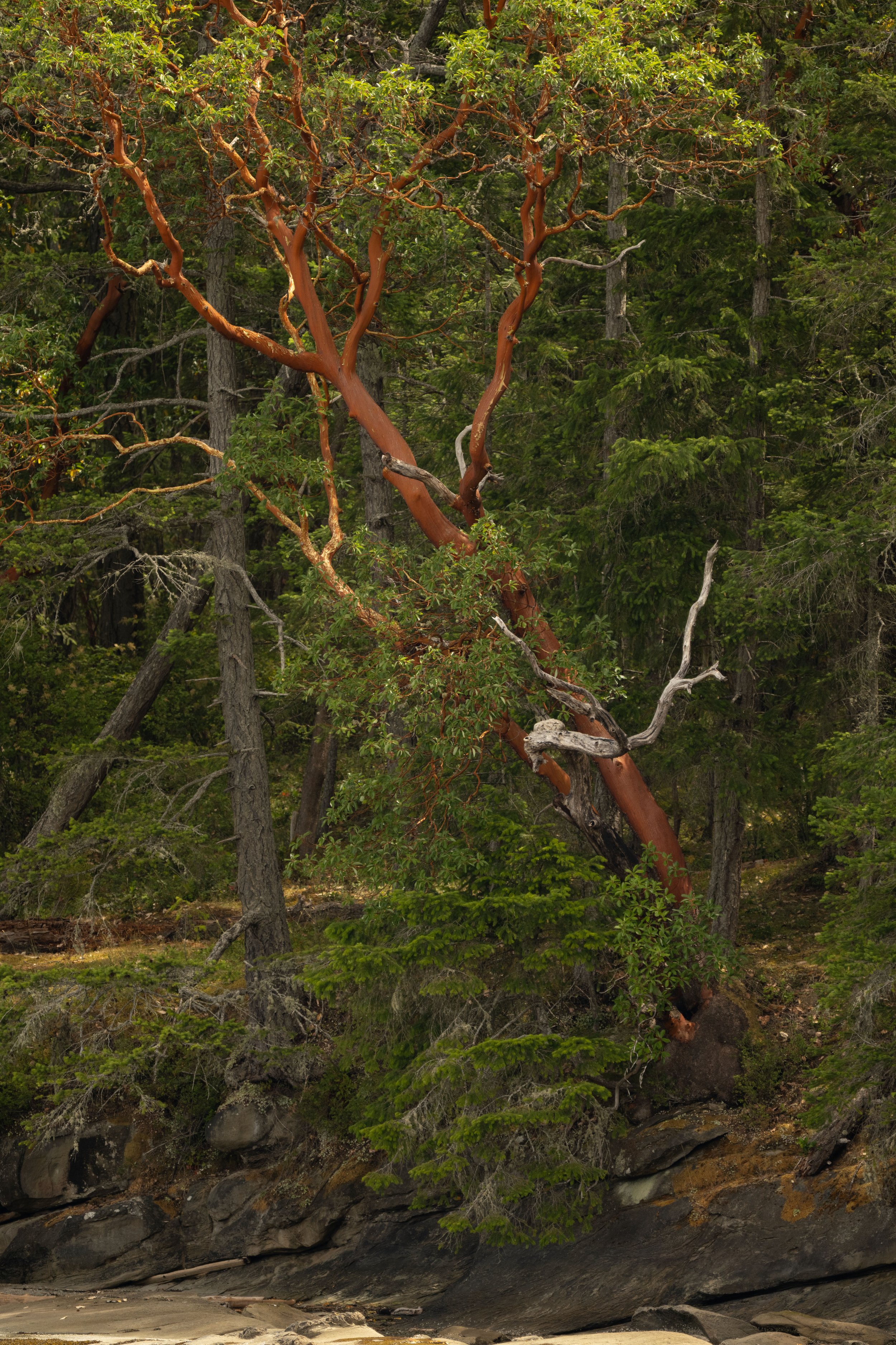 DSC_1584j.jpg