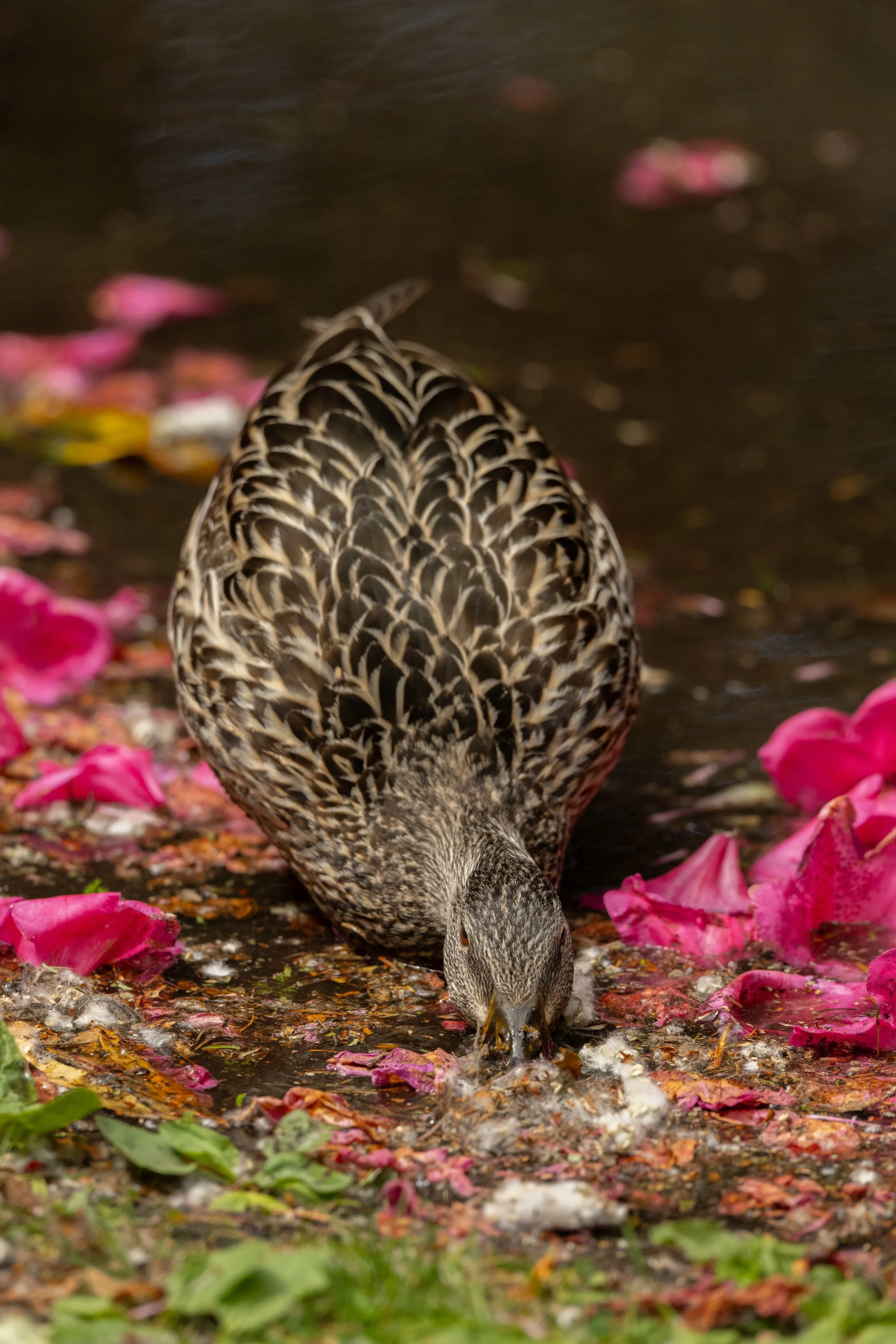 DSC_1305j.jpg