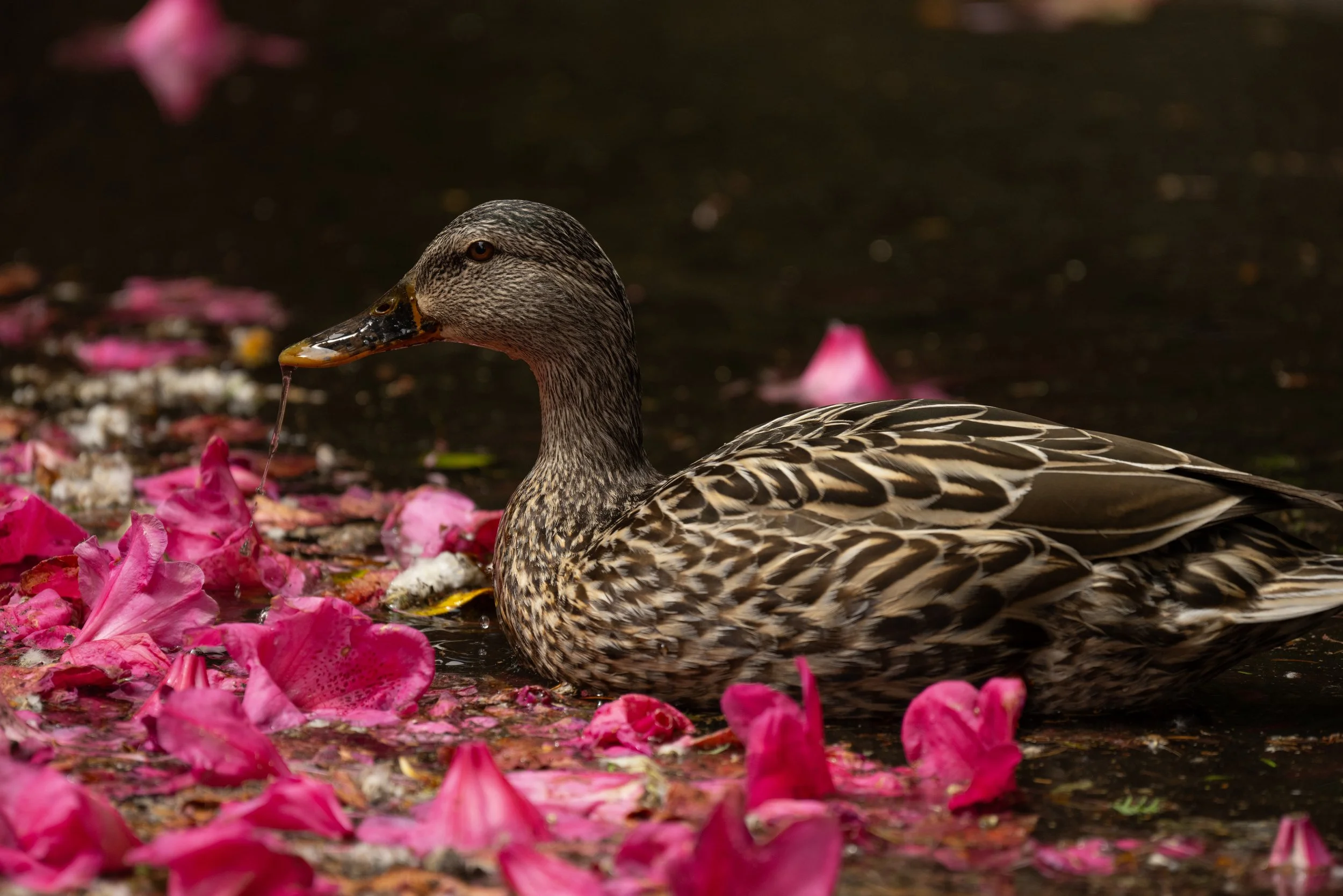 DSC_1265j.jpg