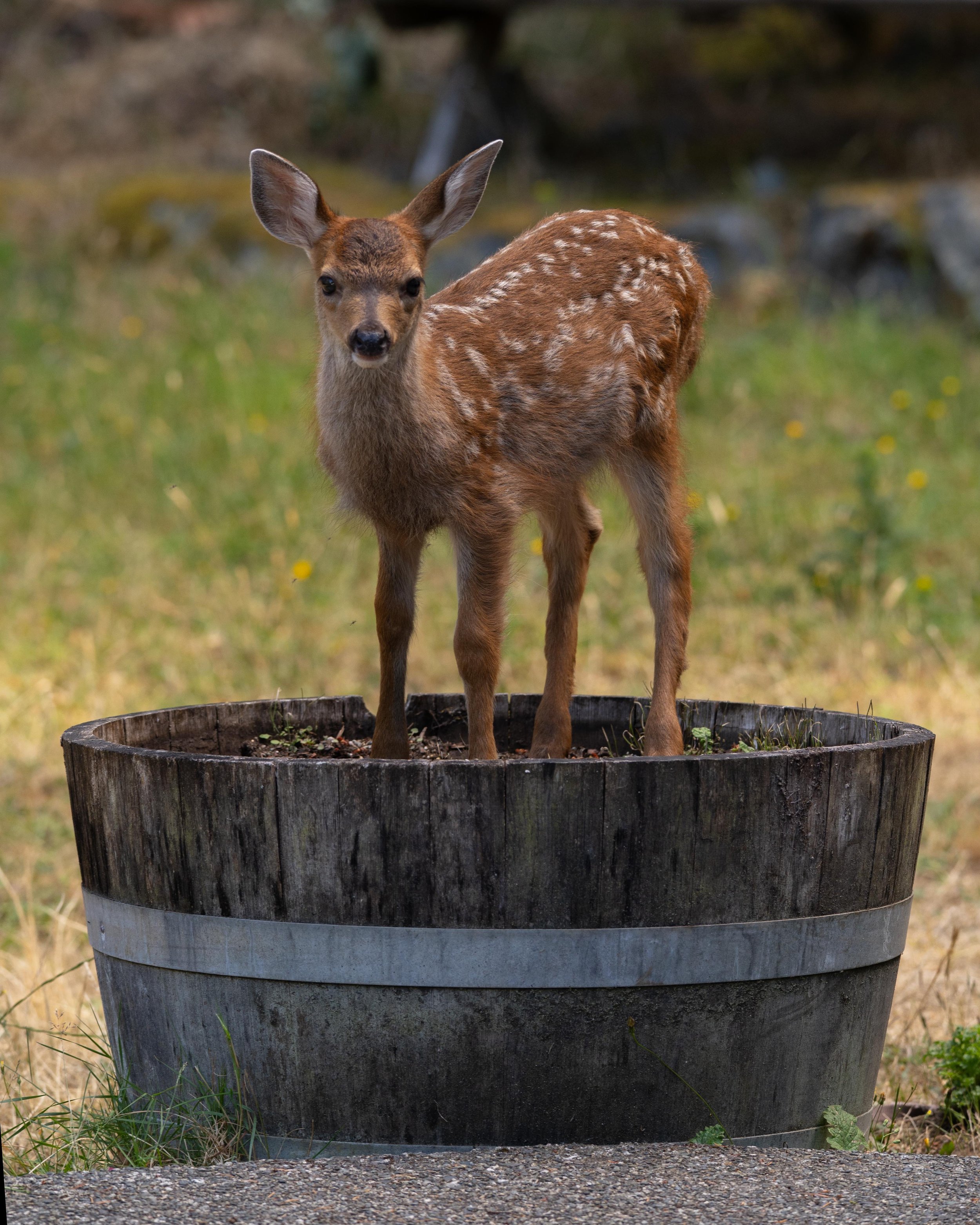 DSC_2545j.jpg