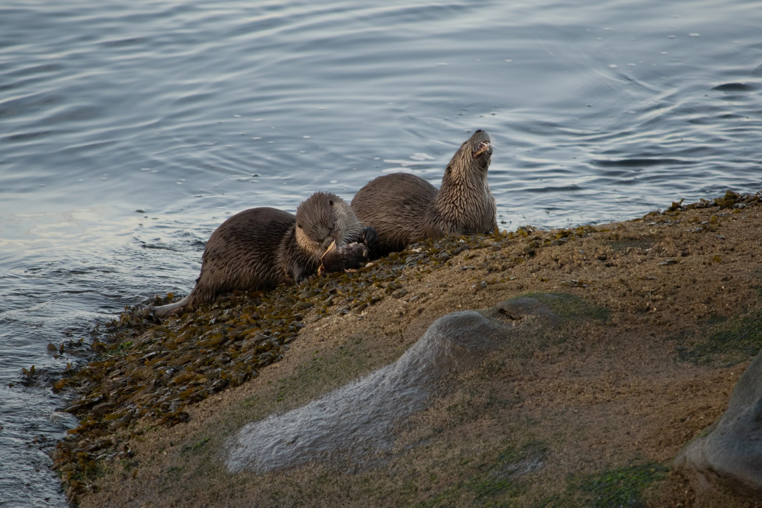 DSC_3675.jpg
