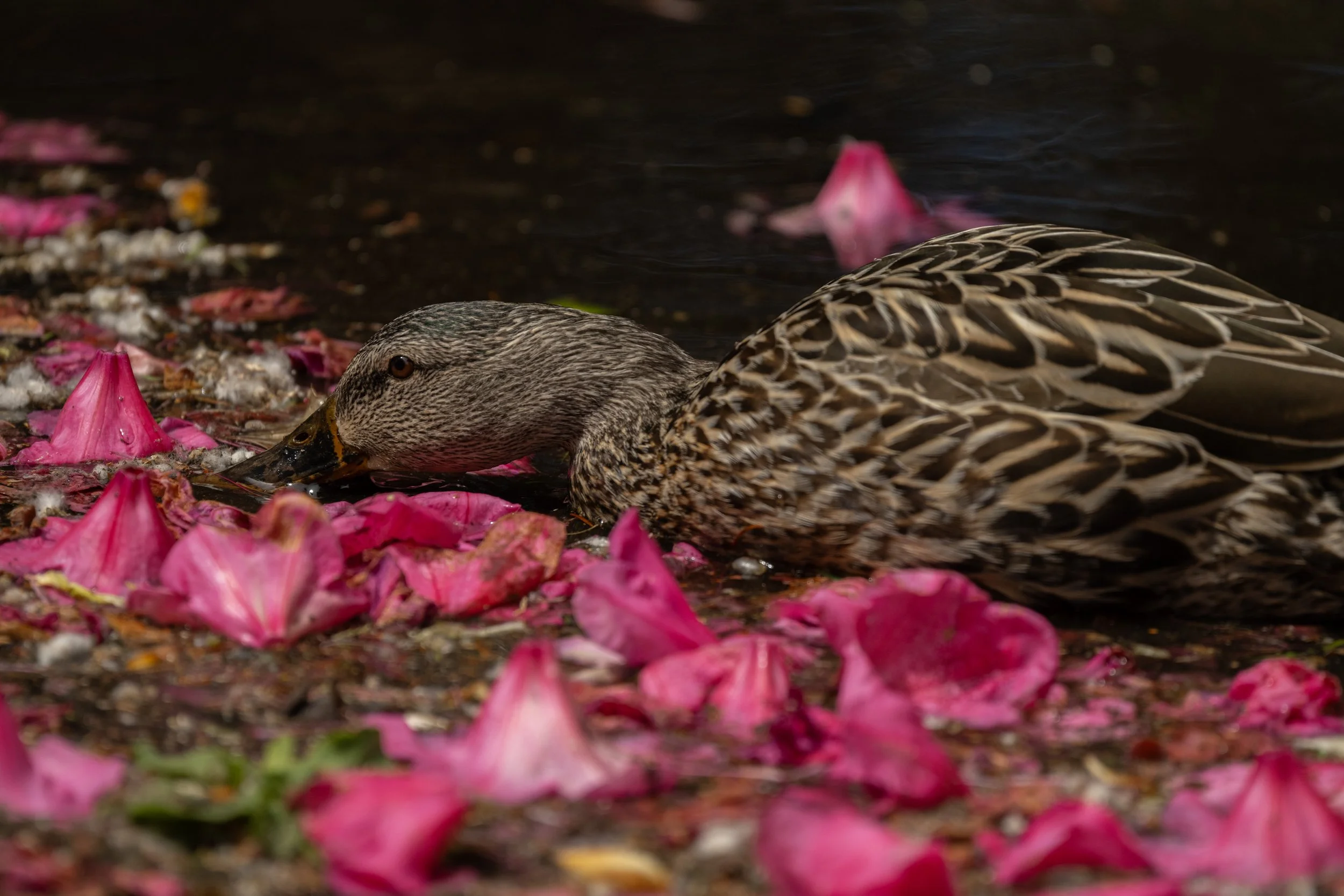 DSC_1270j.jpg