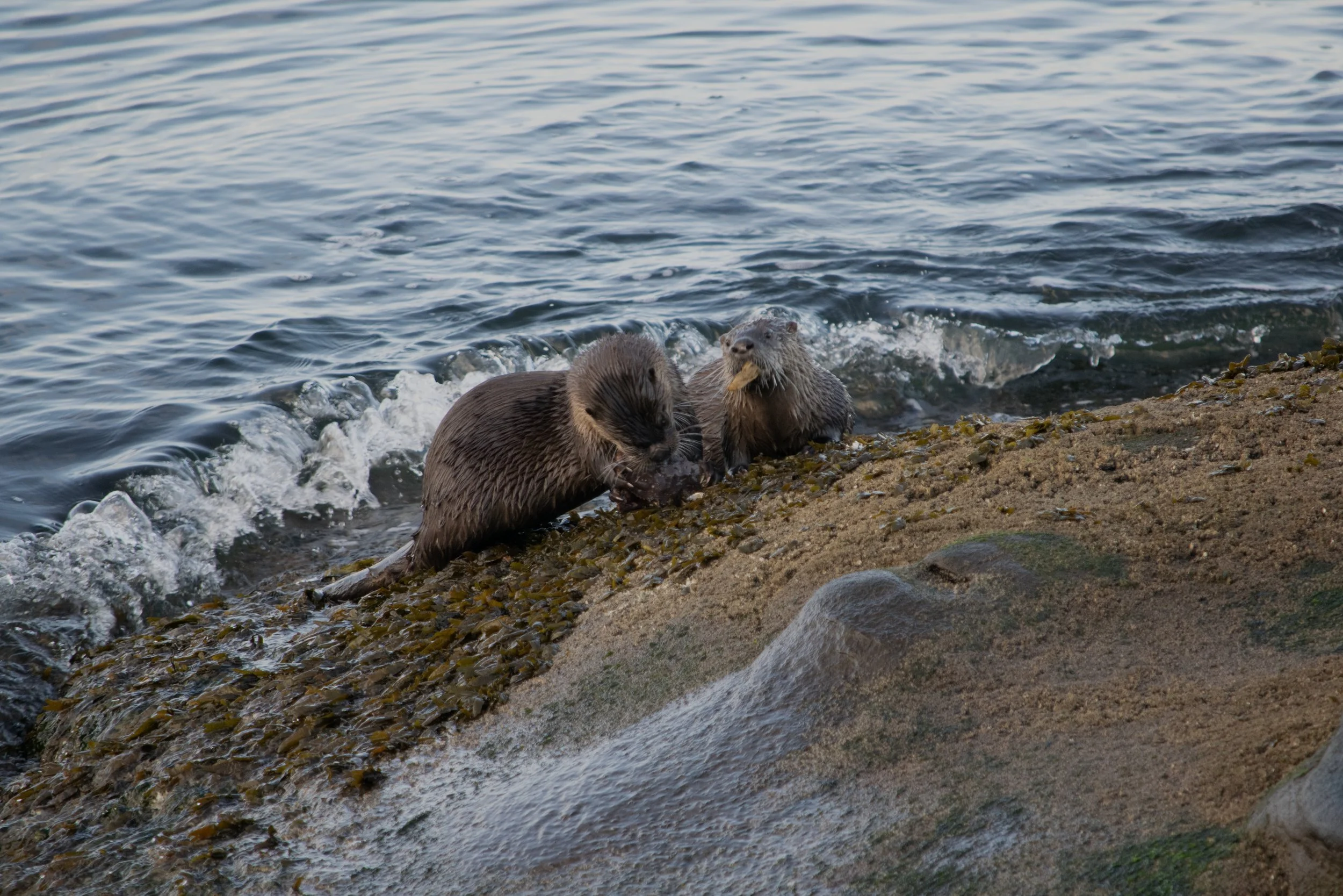 DSC_3658.jpg