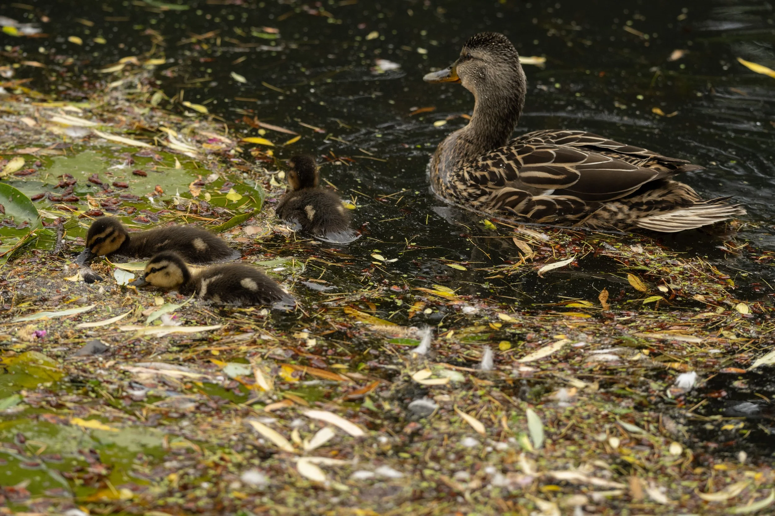 DSC_1473j.jpg