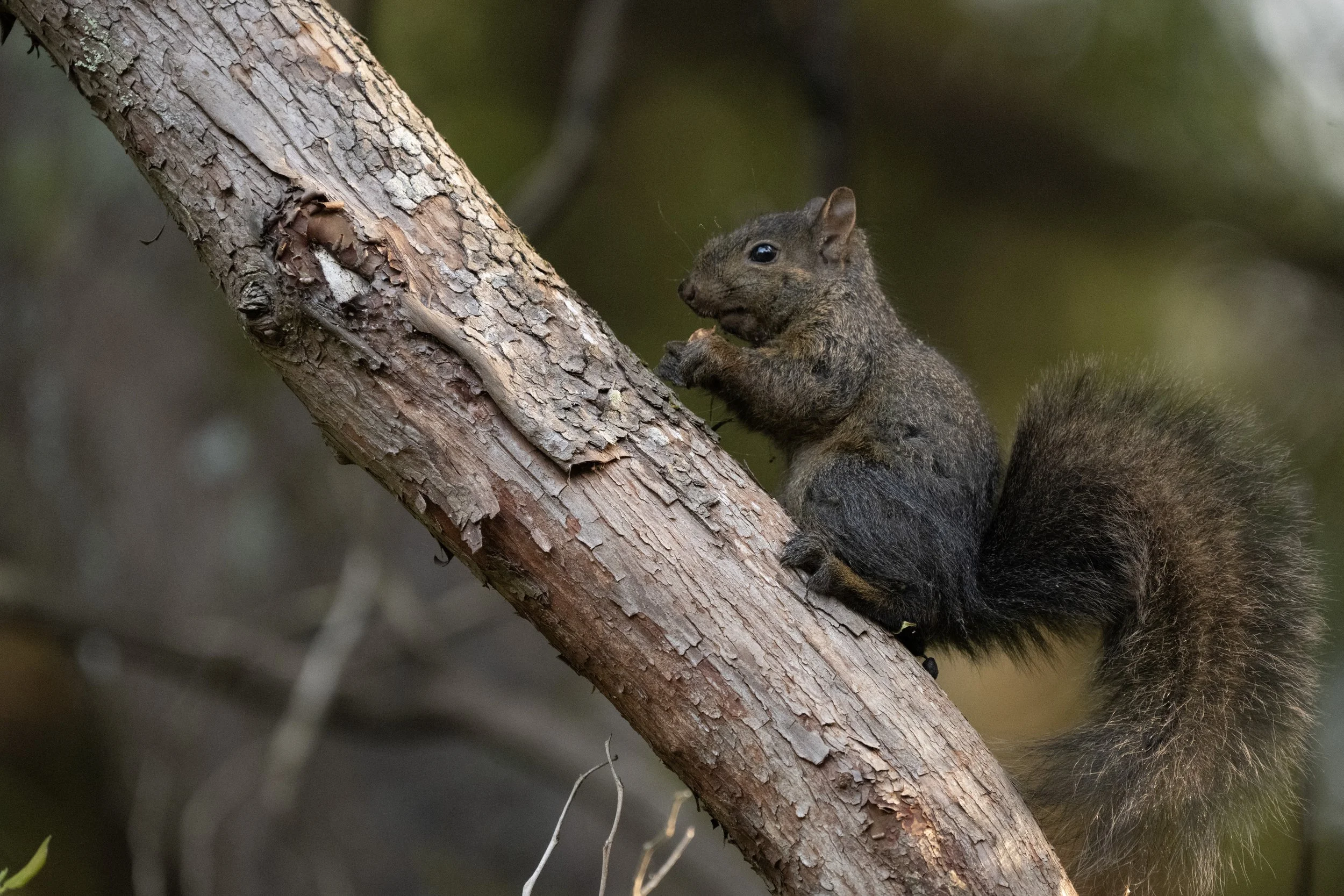 DSC_1082j.jpg