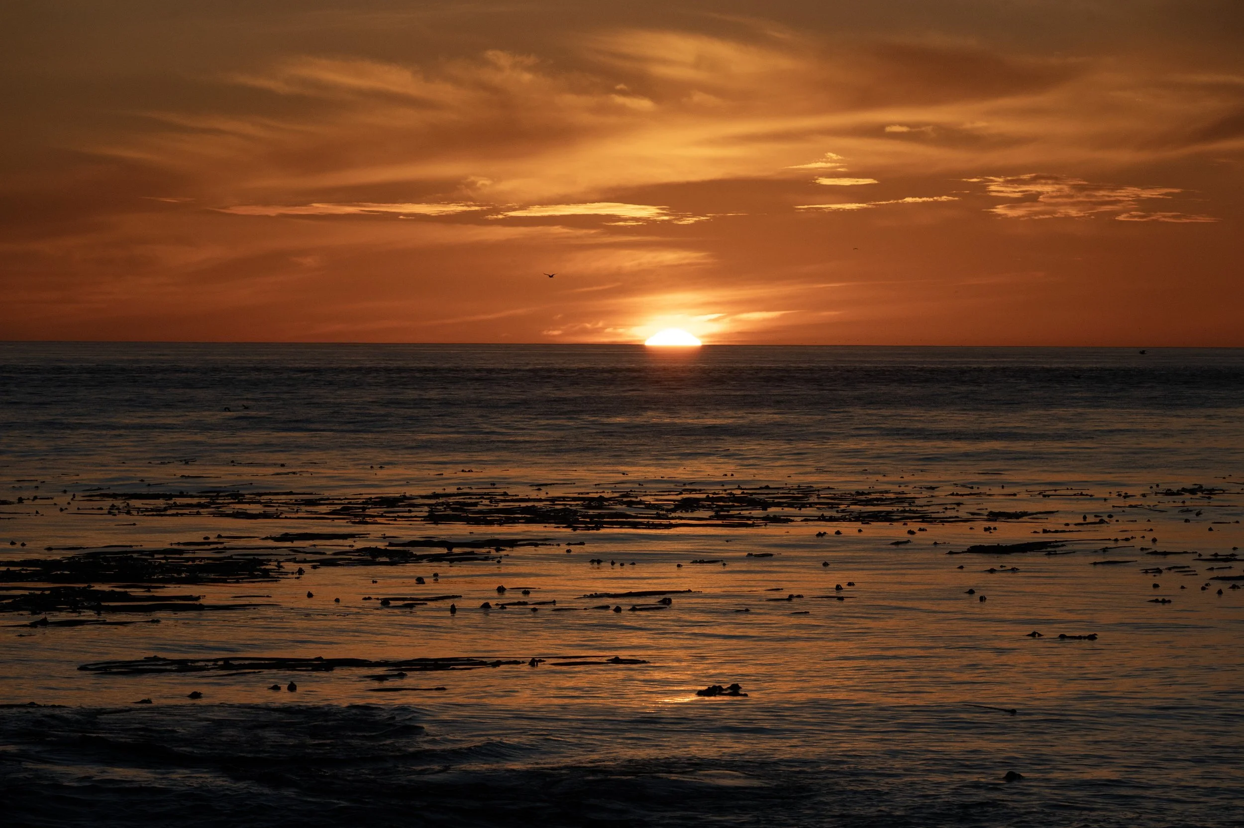 DSC_3293j.jpg