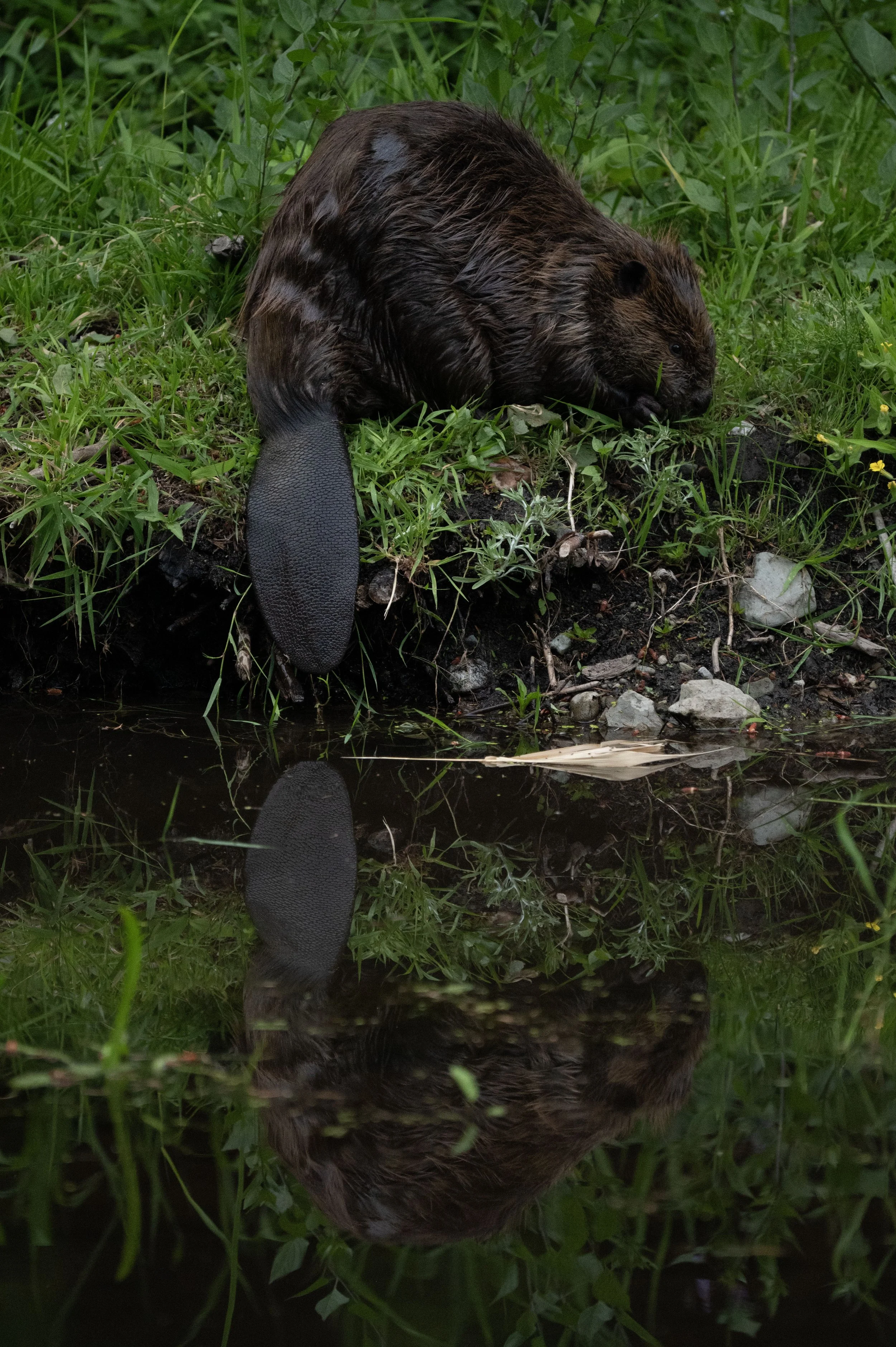 DSC_2427j.jpg