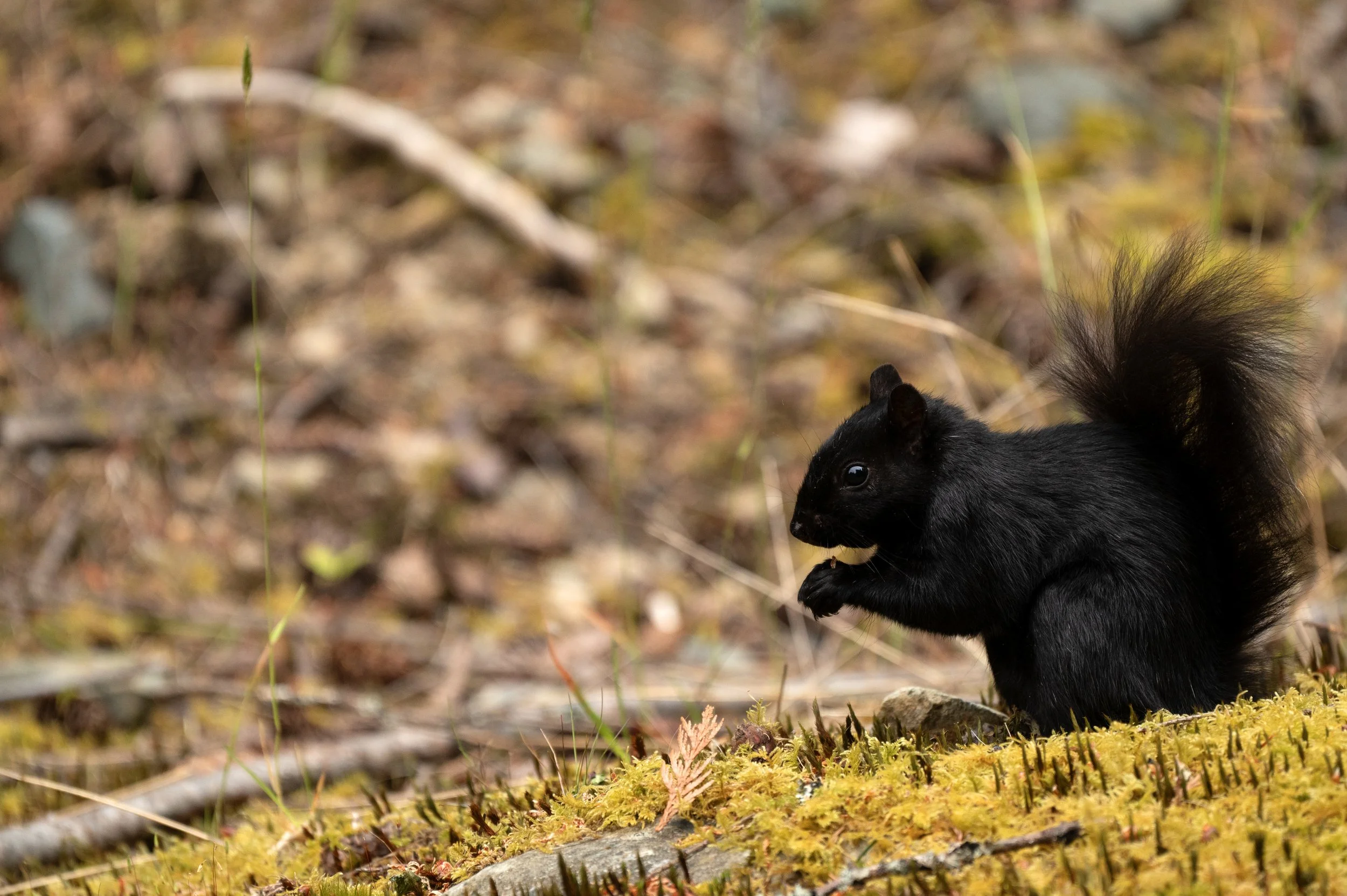 DSC_1700j.jpg