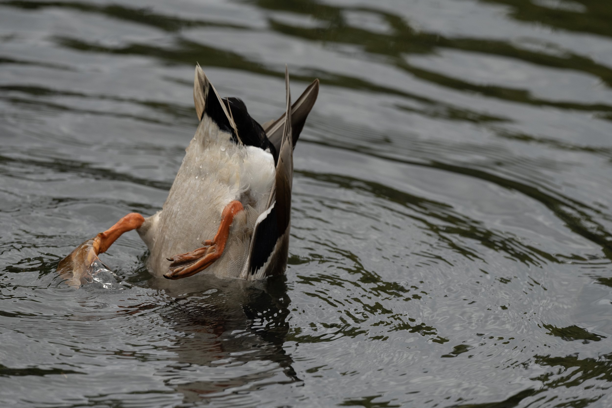 DSC_1389j.jpg