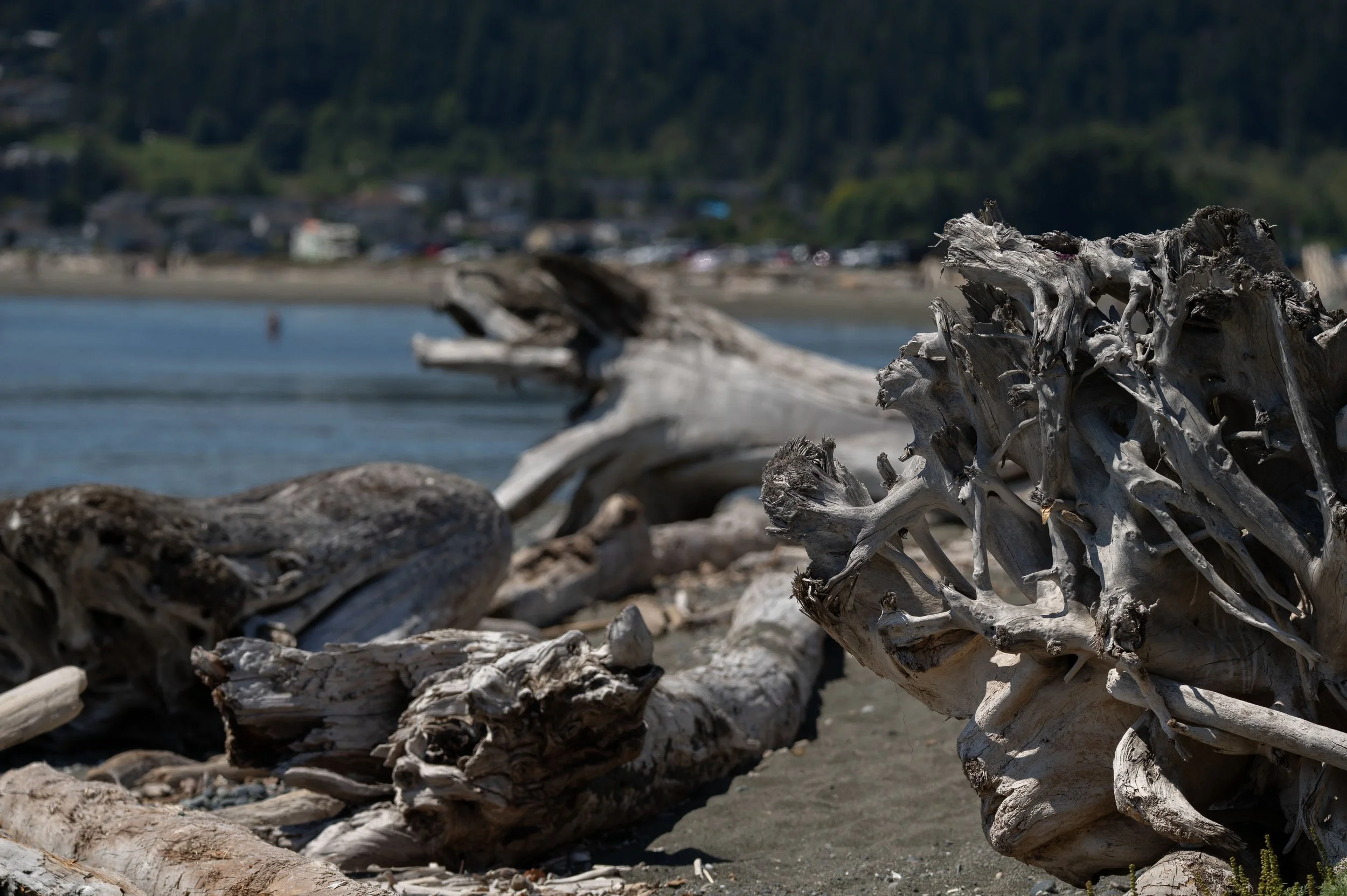 Close-up of weathered driftwood logs on a sandy beach with calm water and distant shoreline in the background.