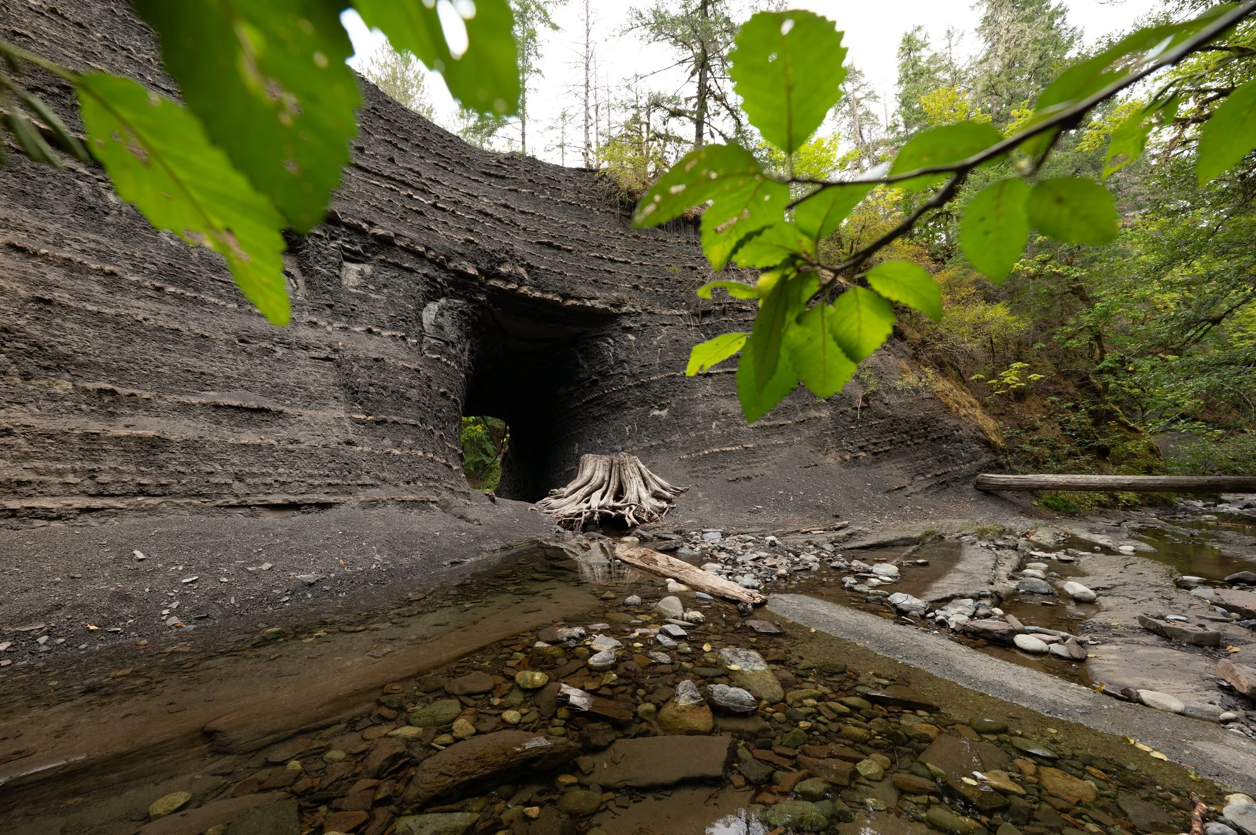 A large burnt tree trunk with a hollow at the base, surrounded by a rocky riverbed and green forest in the background, with some leaves partially covering the view.