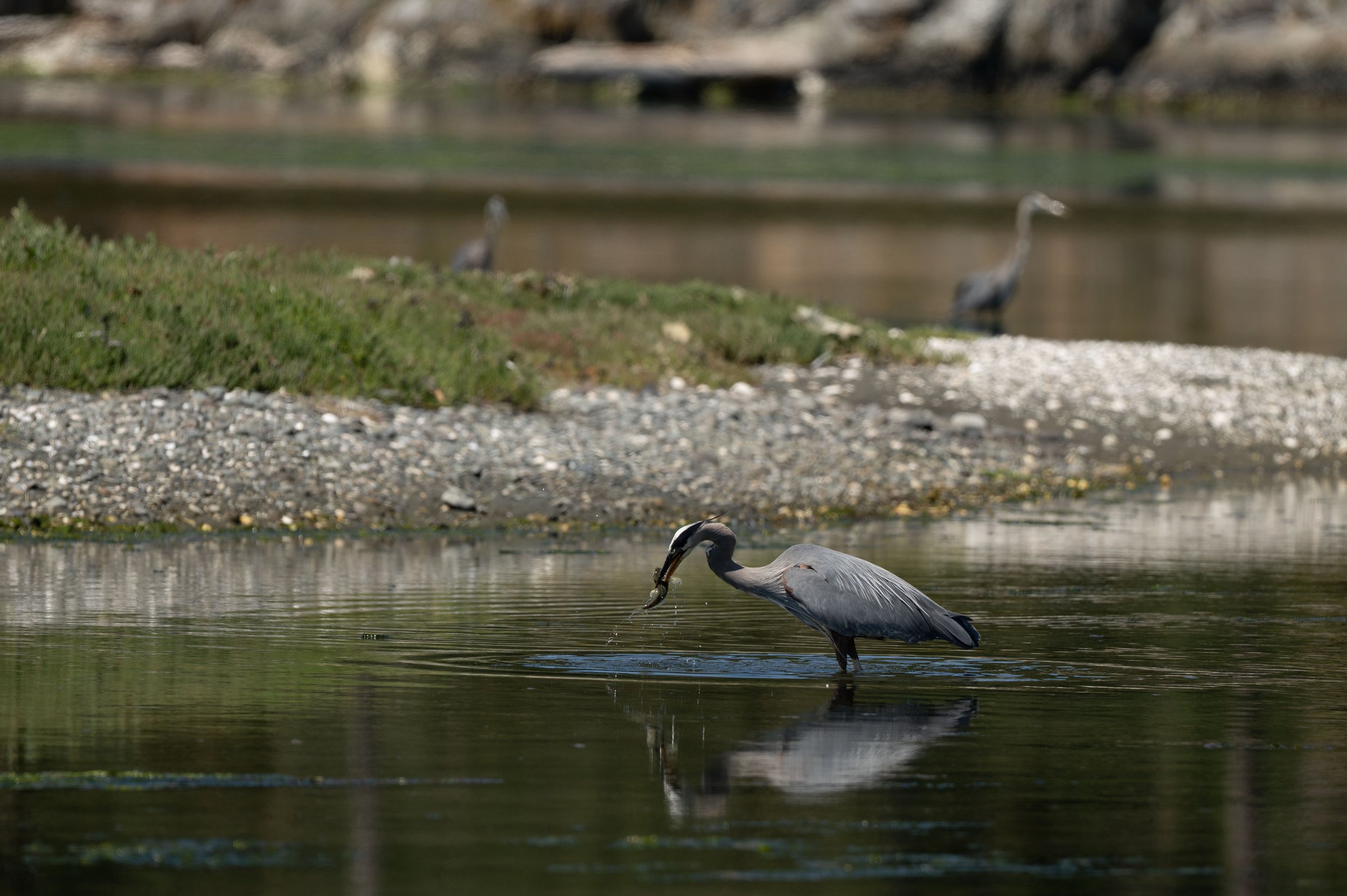 A heron stands in a calm body of water, catching a fish with its beak, with grassy and rocky banks in the background.