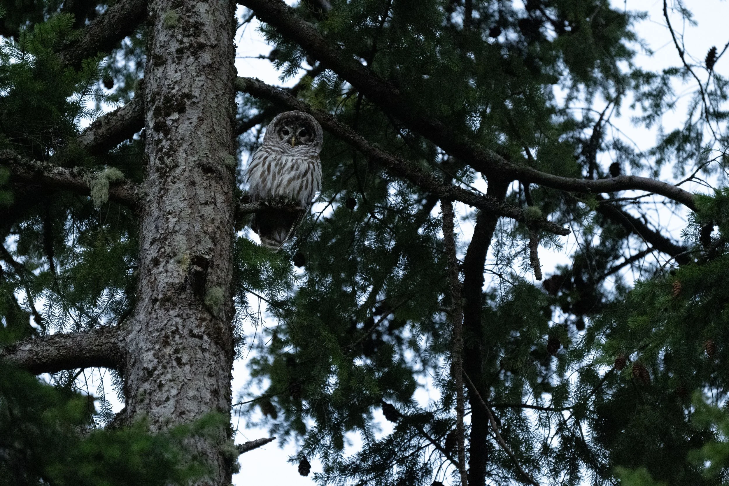 A young owl perched on a branch of a tall pine tree, surrounded by green pine needles, with cloudy sky in the background.