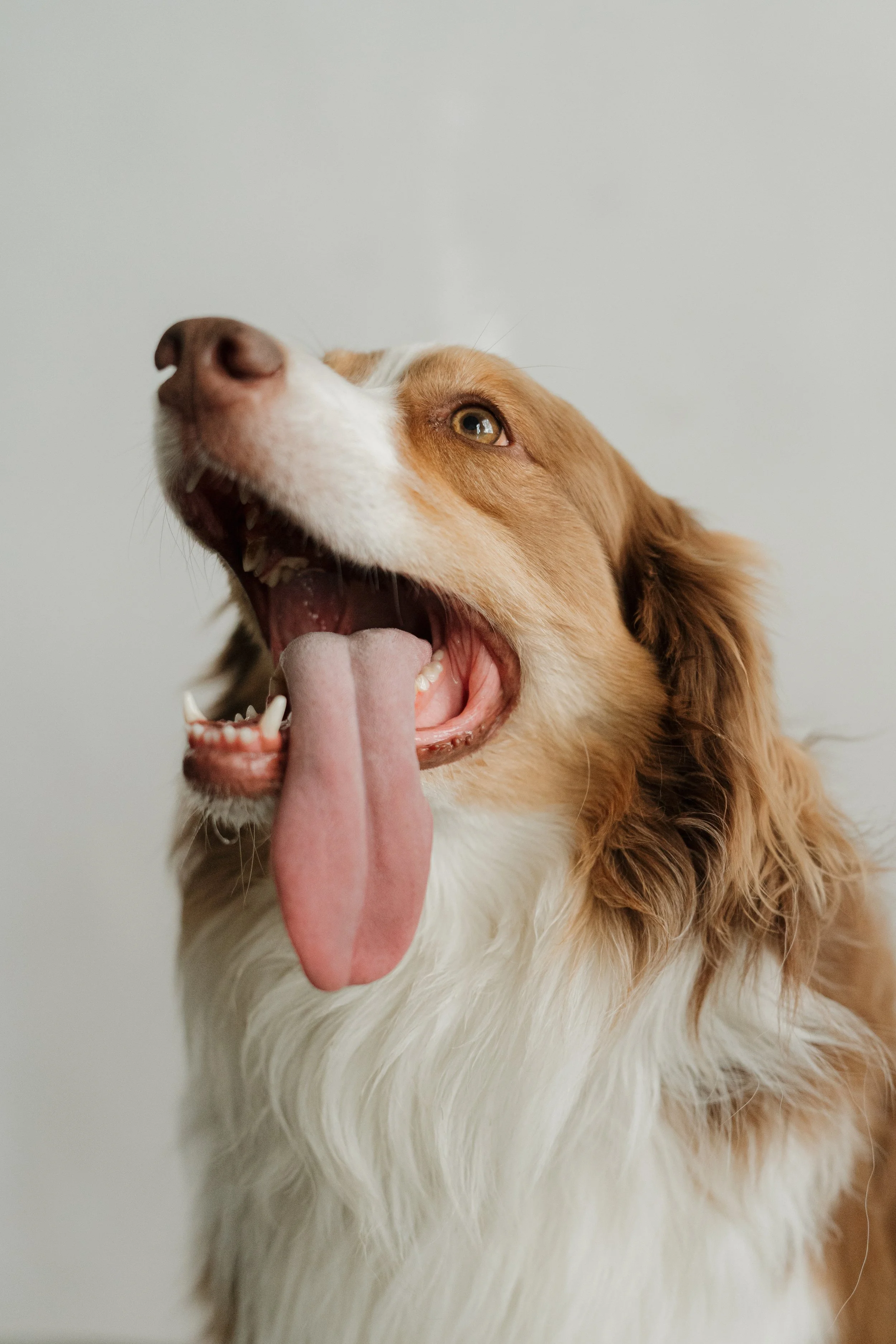 Paisley-ParkersPetPhotos-Viby-41.jpg