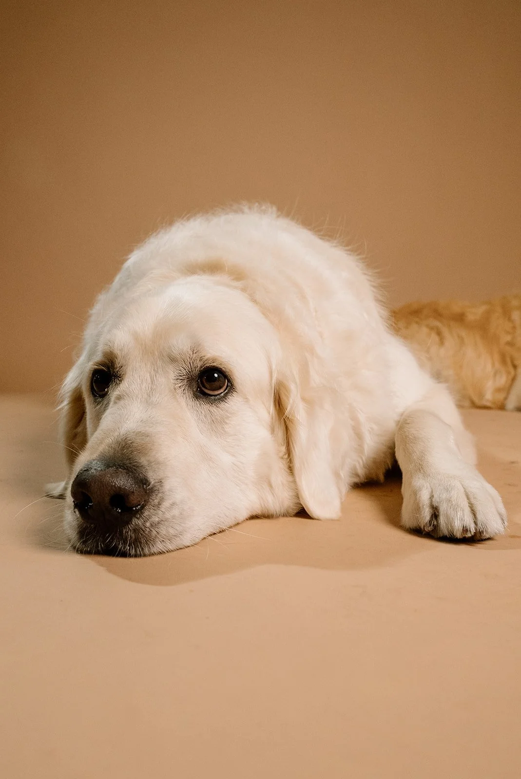 A cream-colored Labrador Retriever lying down with its head resting on the floor, looking at the camera with a calm expression.