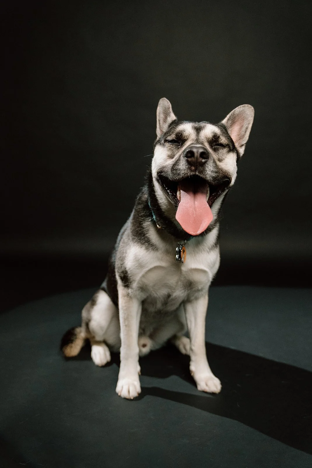 A happy black and white dog, possibly a Siberian Husky mix, sitting with eyes closed and tongue out against a dark background.
