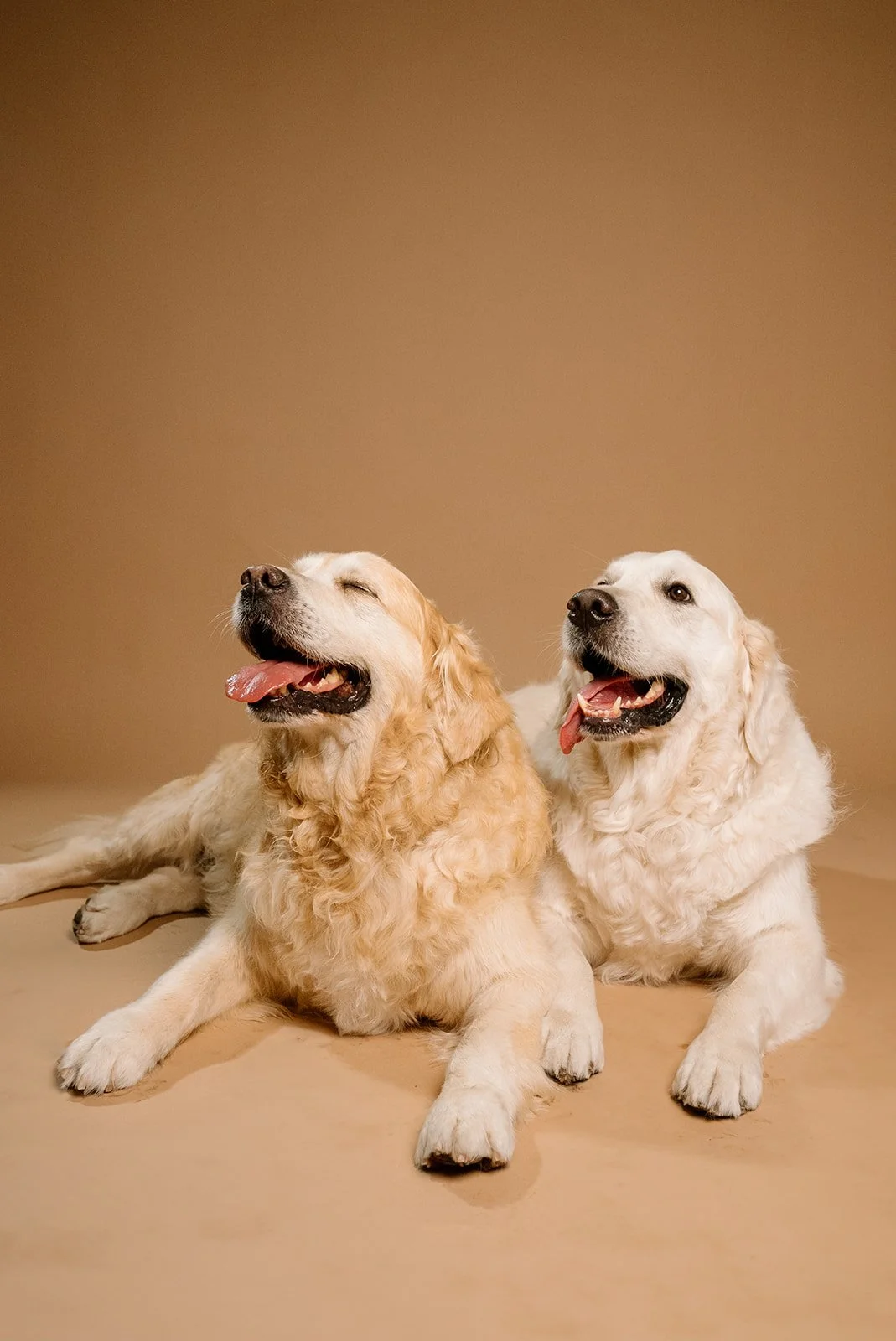 Two Golden Retrievers lying on a beige floor against a plain beige background, both dogs with tongues out.