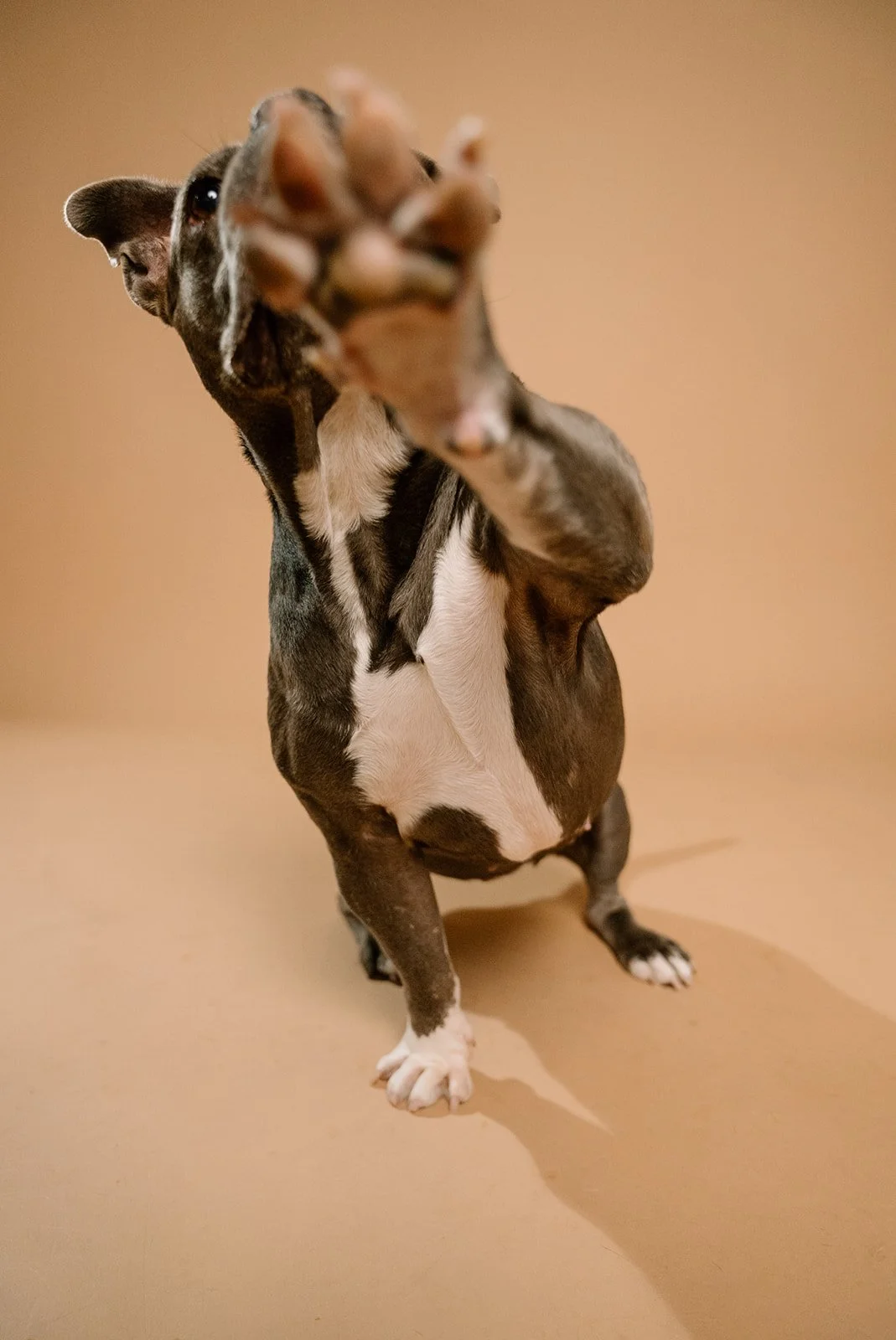 Close-up of a small dog, possibly a Boston Terrier, reaching towards the camera with its paw, against a plain beige background.