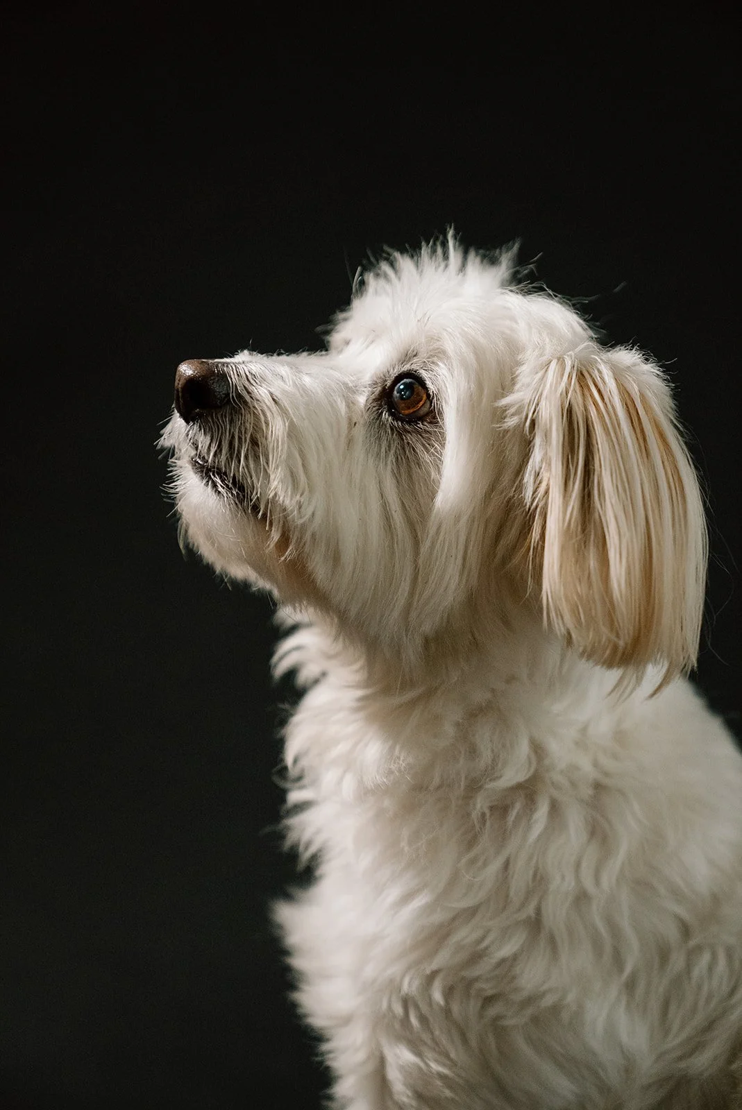 Profile of a white dog with long ears and a curious expression against a black background.