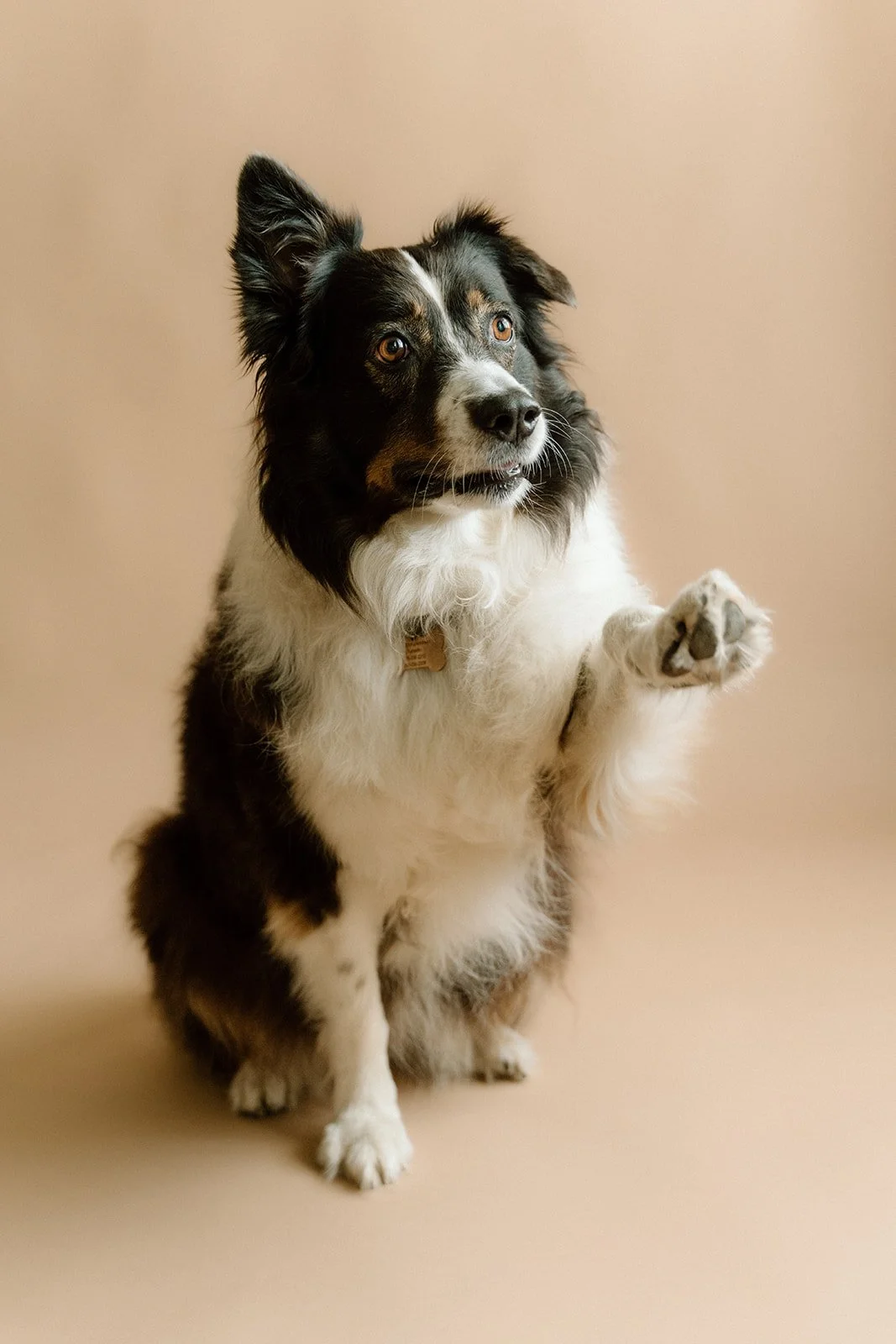 A black and white Australian Shepherd dog sitting on a beige surface with one front paw raised. The dog has brown eyes, a white chest, and a black and white face, against a plain beige background.