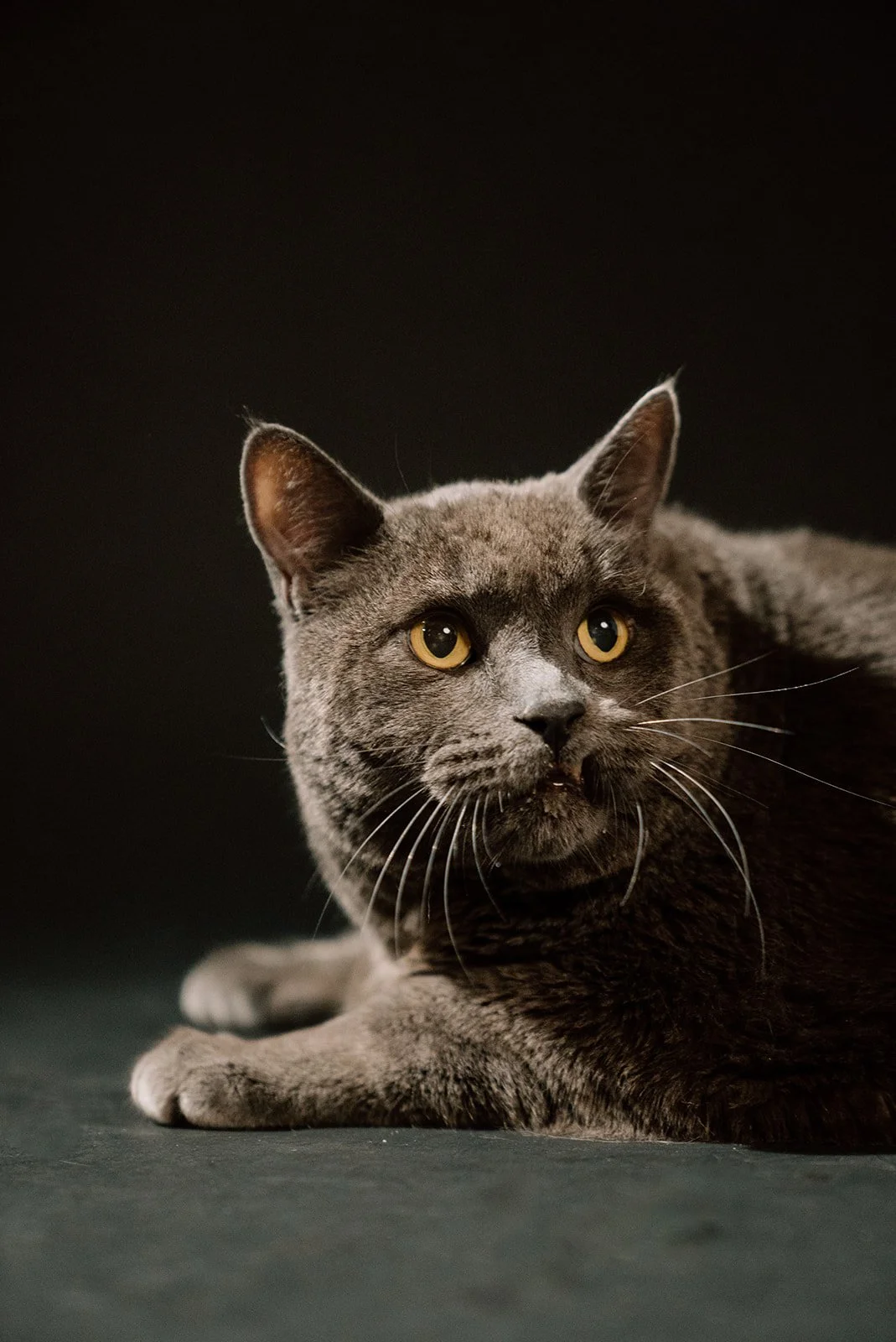 Gray cat lying down on black surface with black background, looking alert.