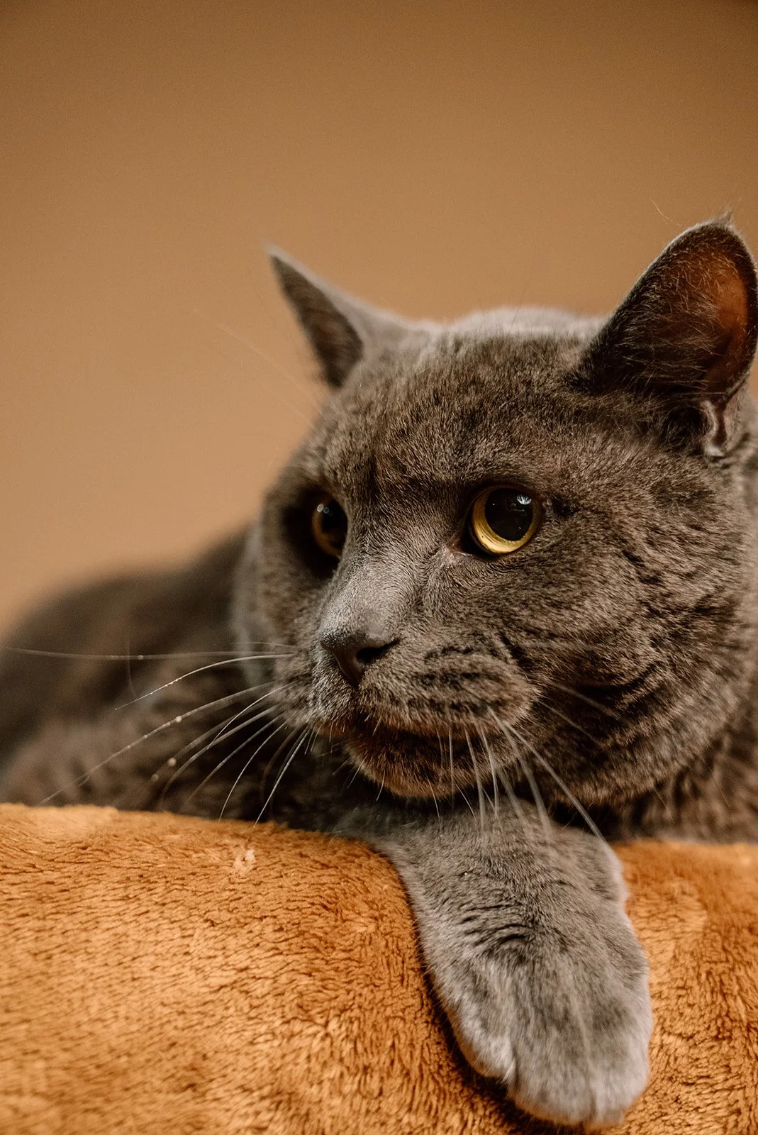 Close-up of a gray domestic shorthair cat resting on an orange towel, with its paw stretched out and golden eyes gazing to the side.
