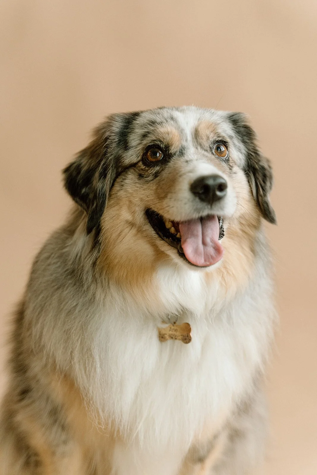 A happy Australian Shepherd dog with multicolored fur and a bone-shaped tag on its collar, looking upward with its mouth open.